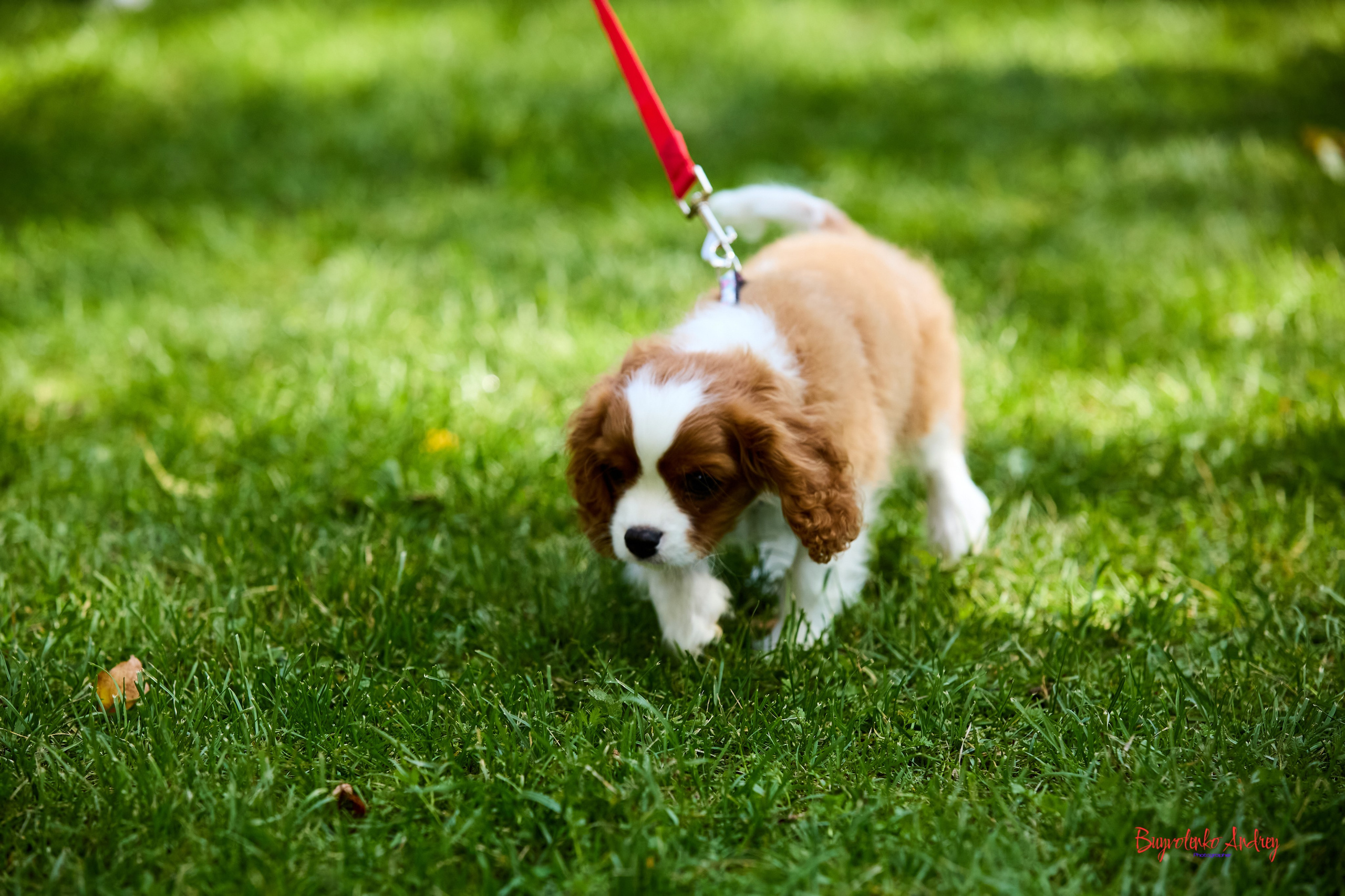 Фотопрогулка с кавалерами. Buyvolenko Andrey