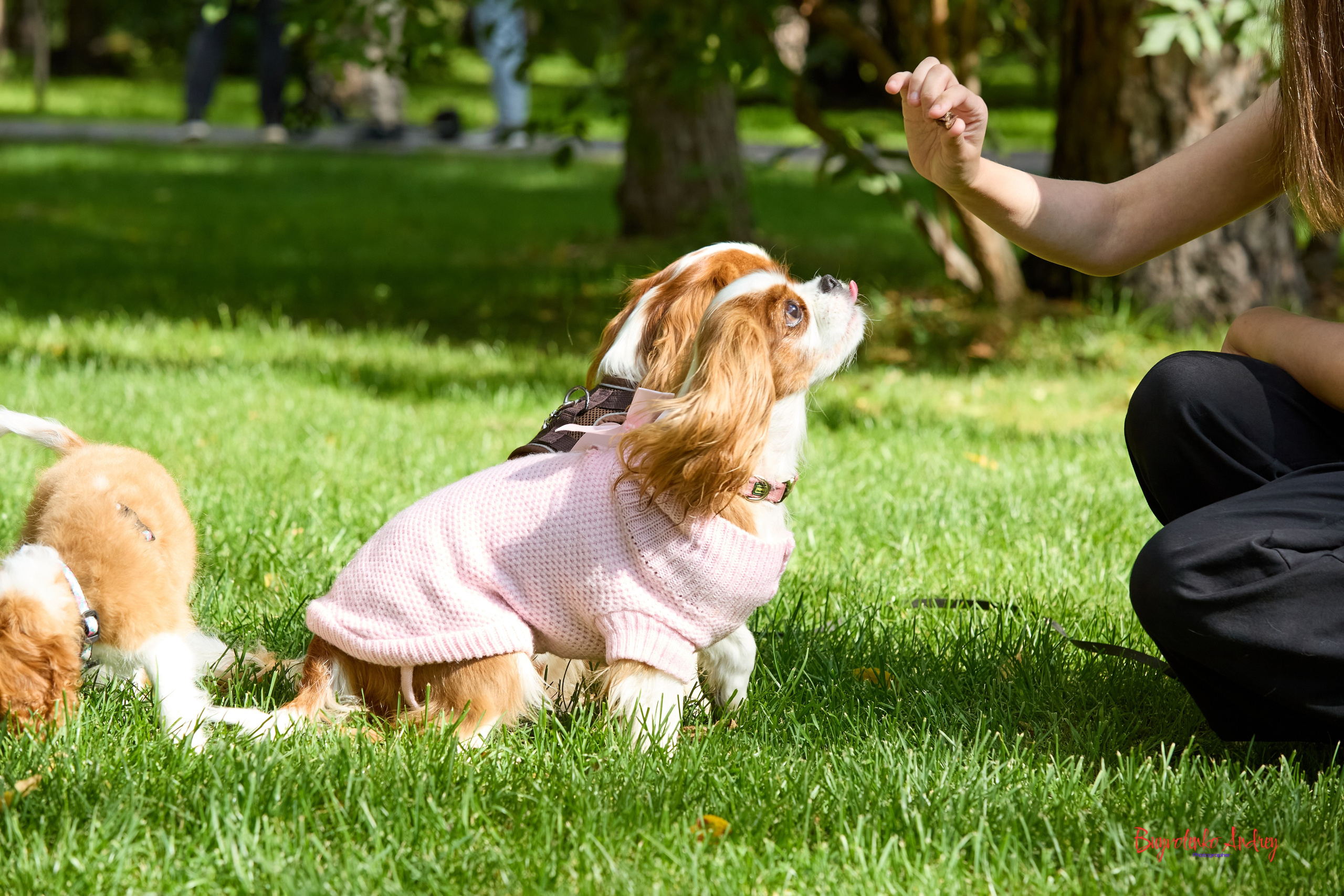 Фотопрогулка с кавалерами. Buyvolenko Andrey