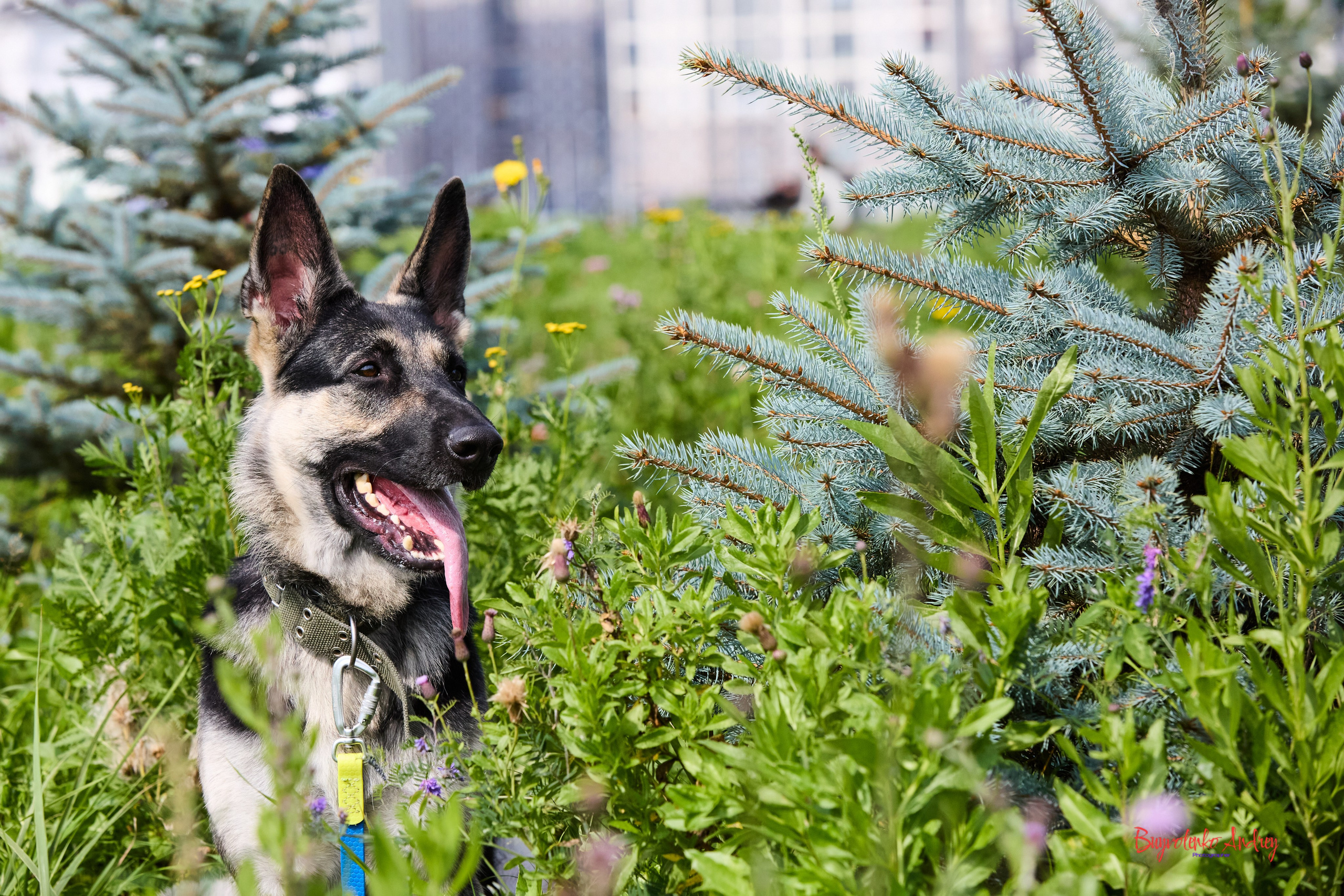 Проект фотопрогулка с хвостиком. Buyvolenko Andrey