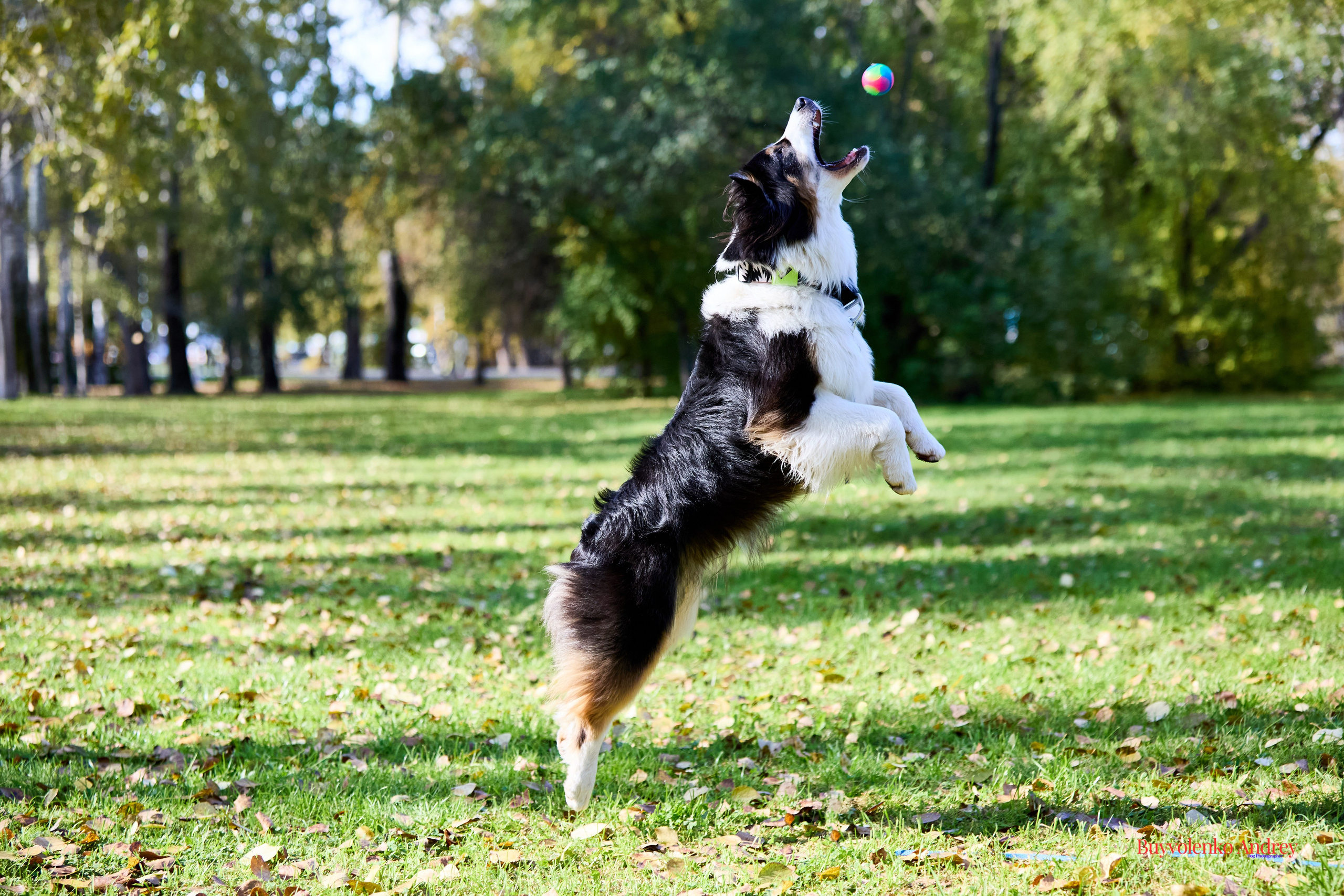 Басенджи и Аусси 21.09.2025. Buyvolenko Andrey