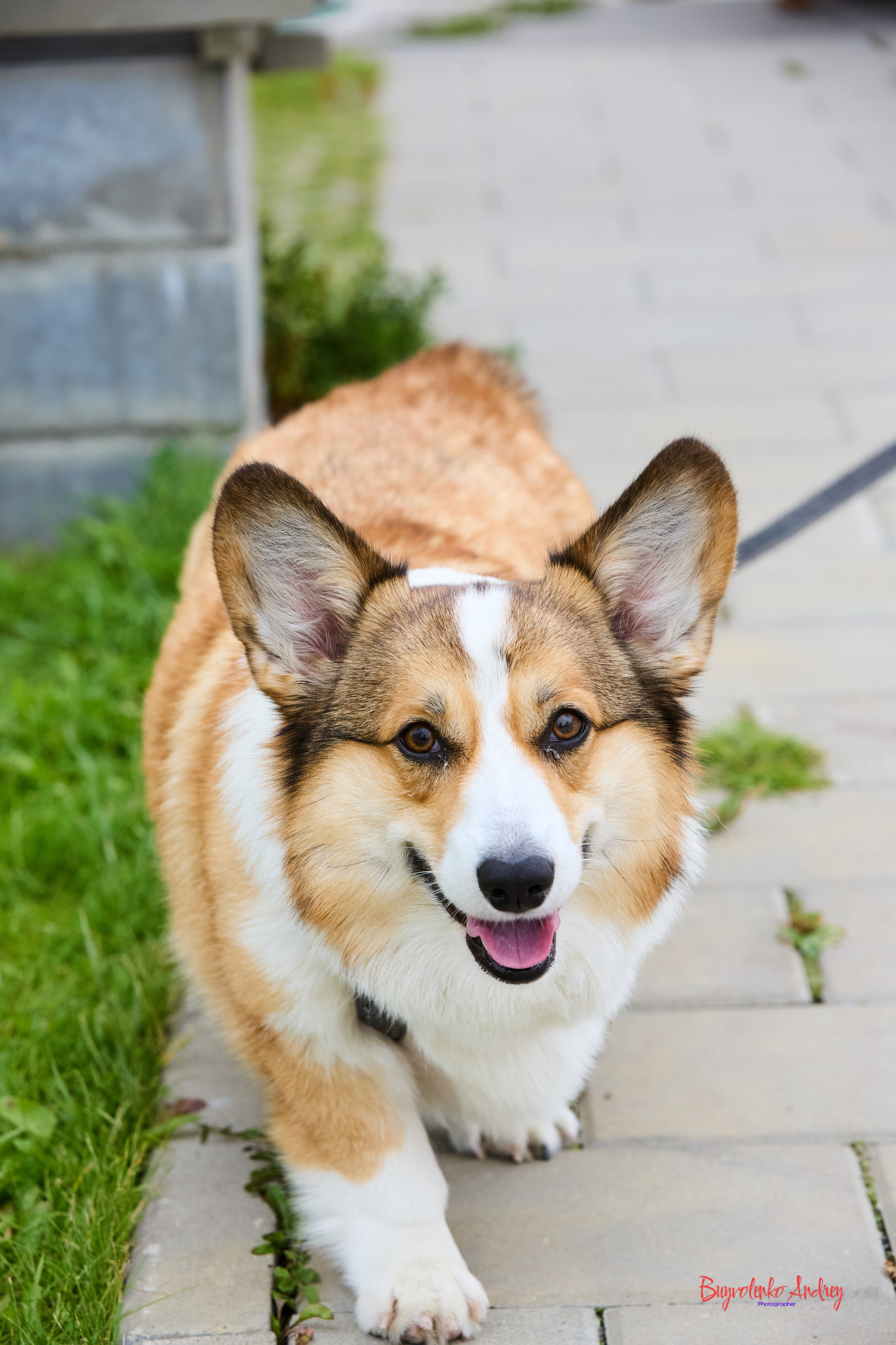 Проект фотопрогулка с хвостиком. Buyvolenko Andrey