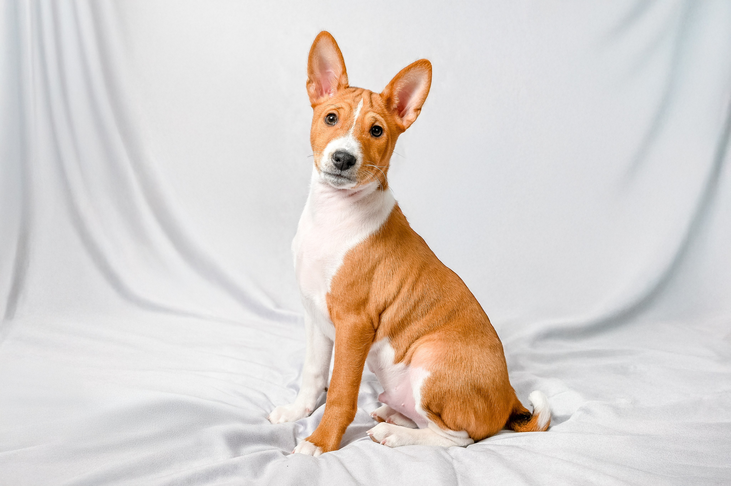 Питомцы. Экспресс-портрет, фото для сайтов и соцсетей