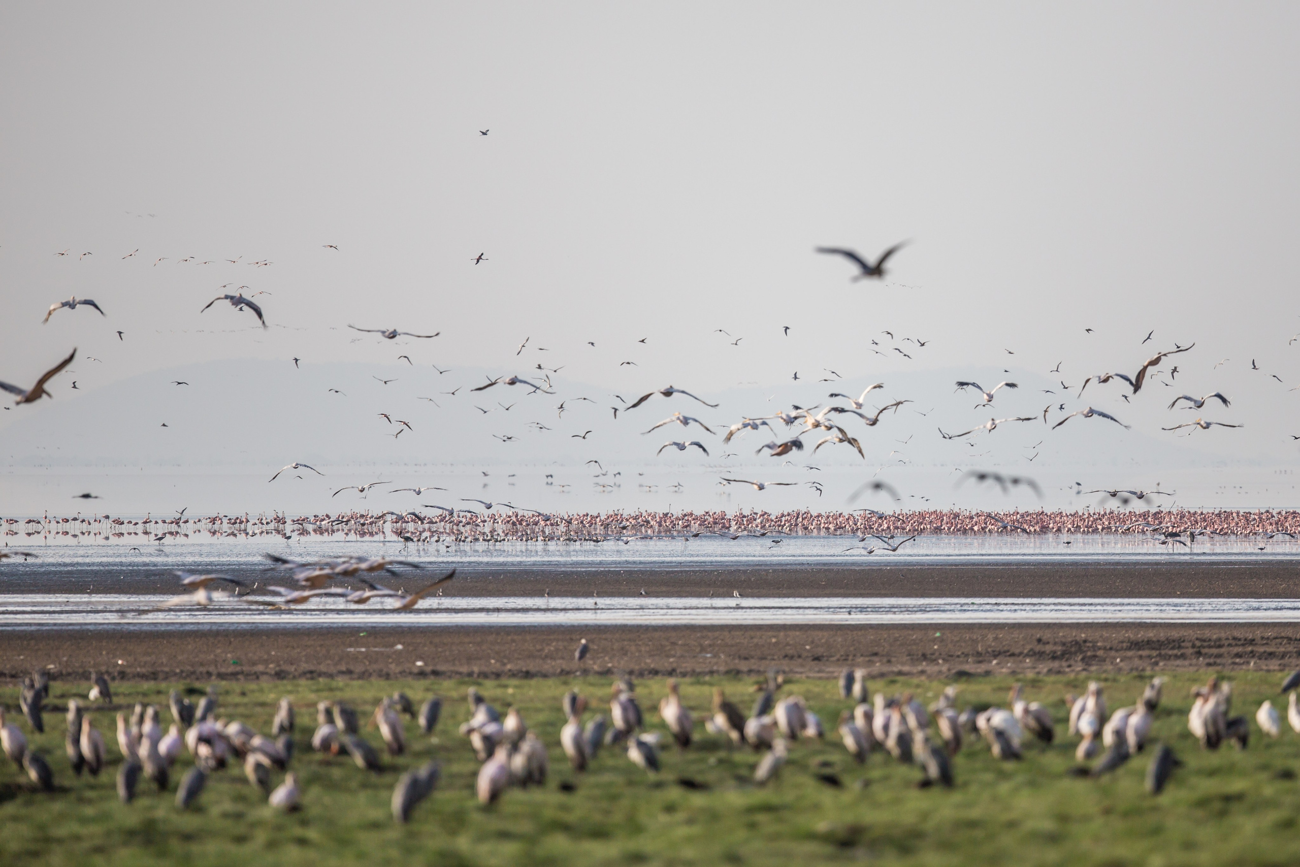 Танзания. Добродеева Алла фотограф, Москва