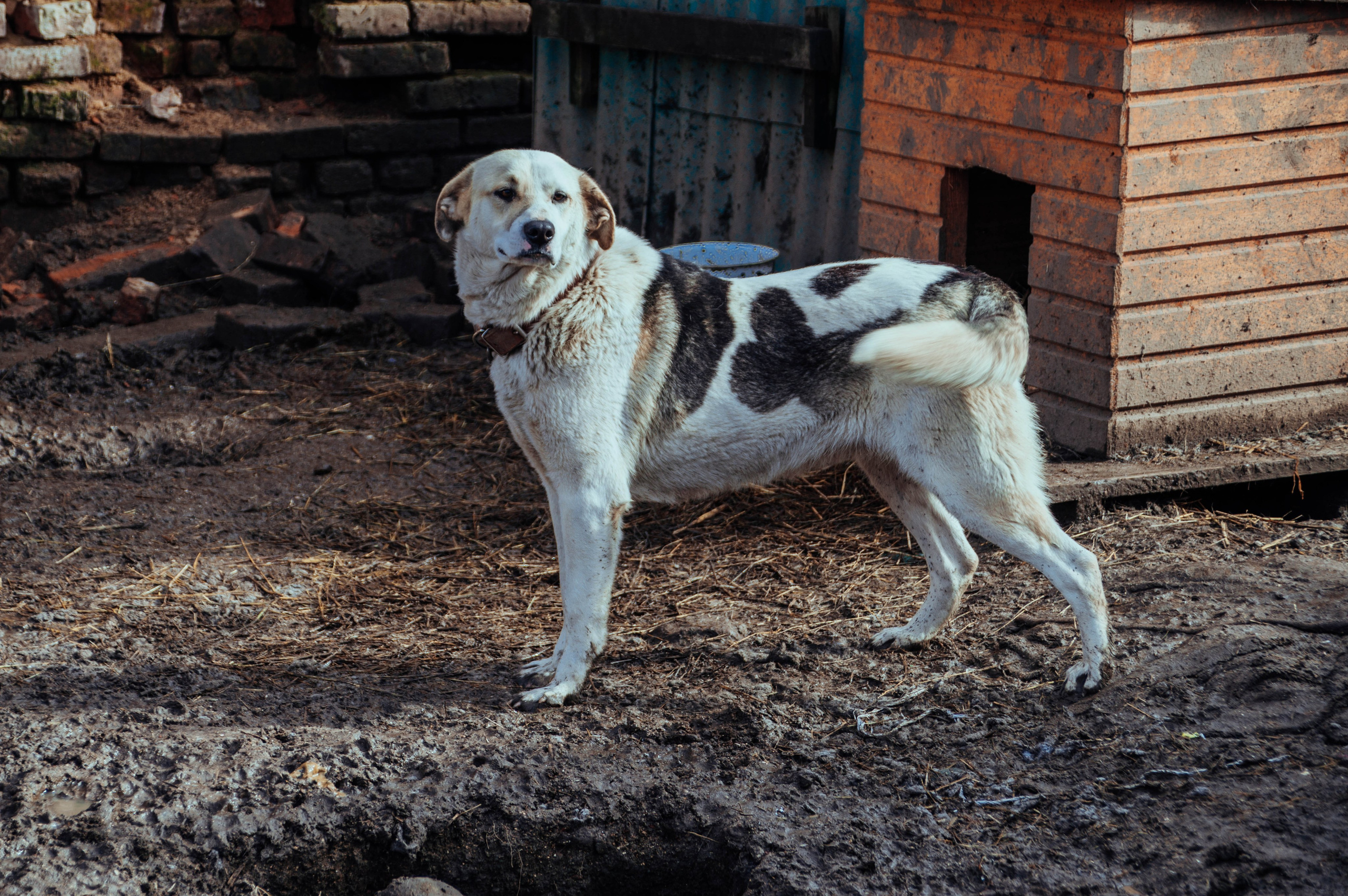 Приют «Дом Добра». Индивидуальный фотограф в Москве