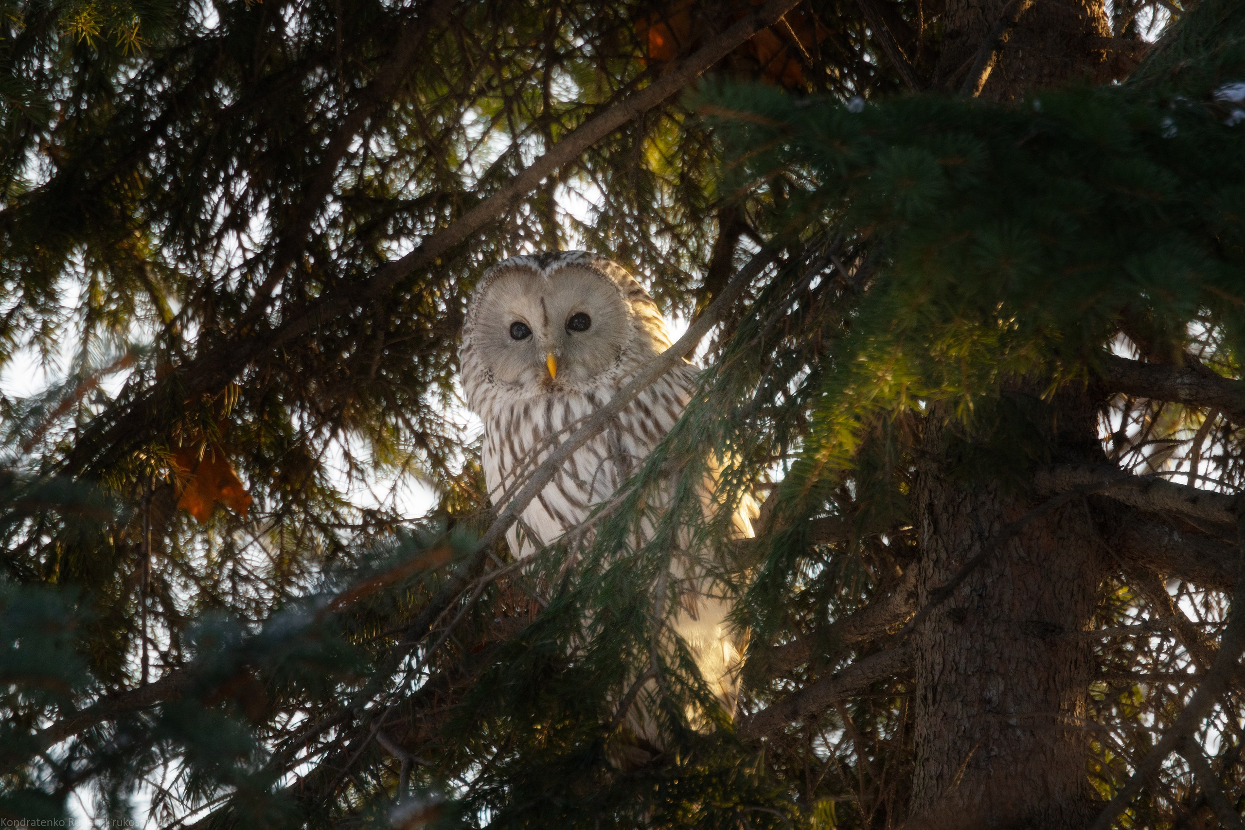 Длиннохвостая неясыть. Архитектурный и пейзажный фотограф Кондратенко Руслан, Санкт-Петербург