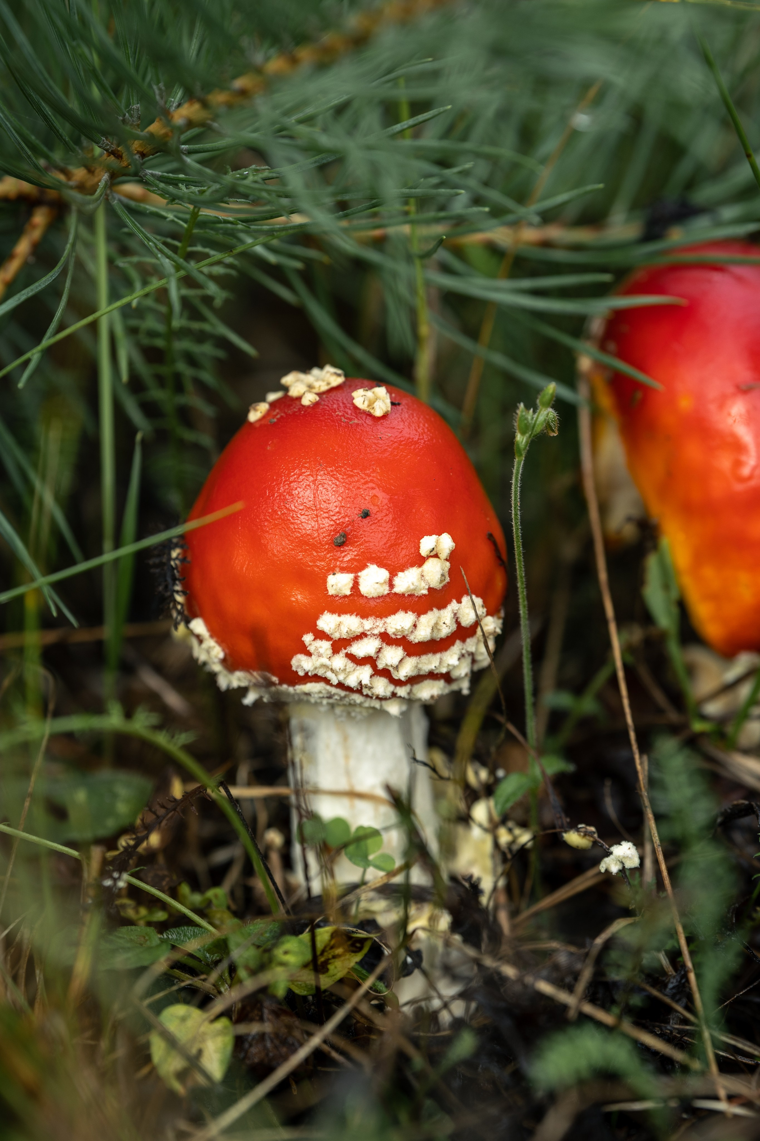 Природные пейзажи. Наталия Клевинскас портретный фотограф в Костроме