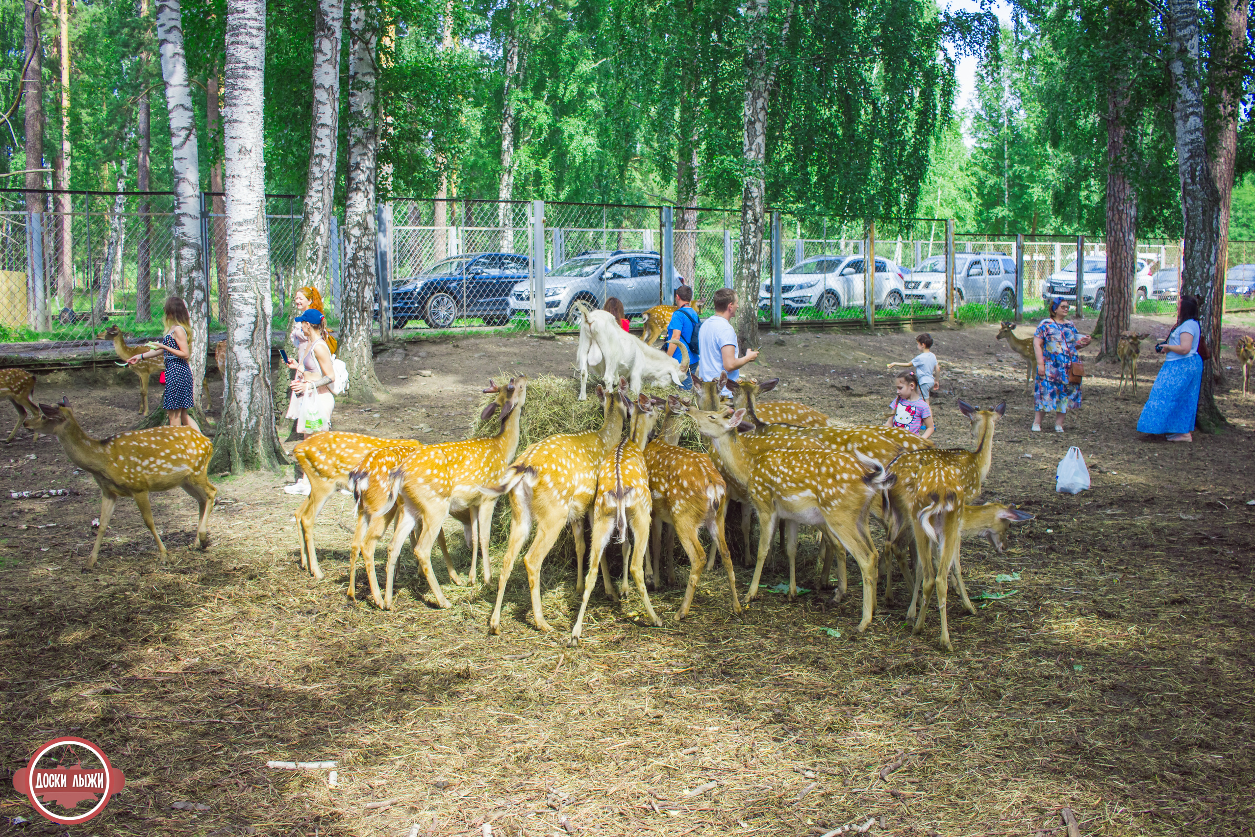 Черемшанские карьеры, оленья ферма и озеро Иткуль. Свадебный фотограф в Екатеринбурге Полевской Соликамск