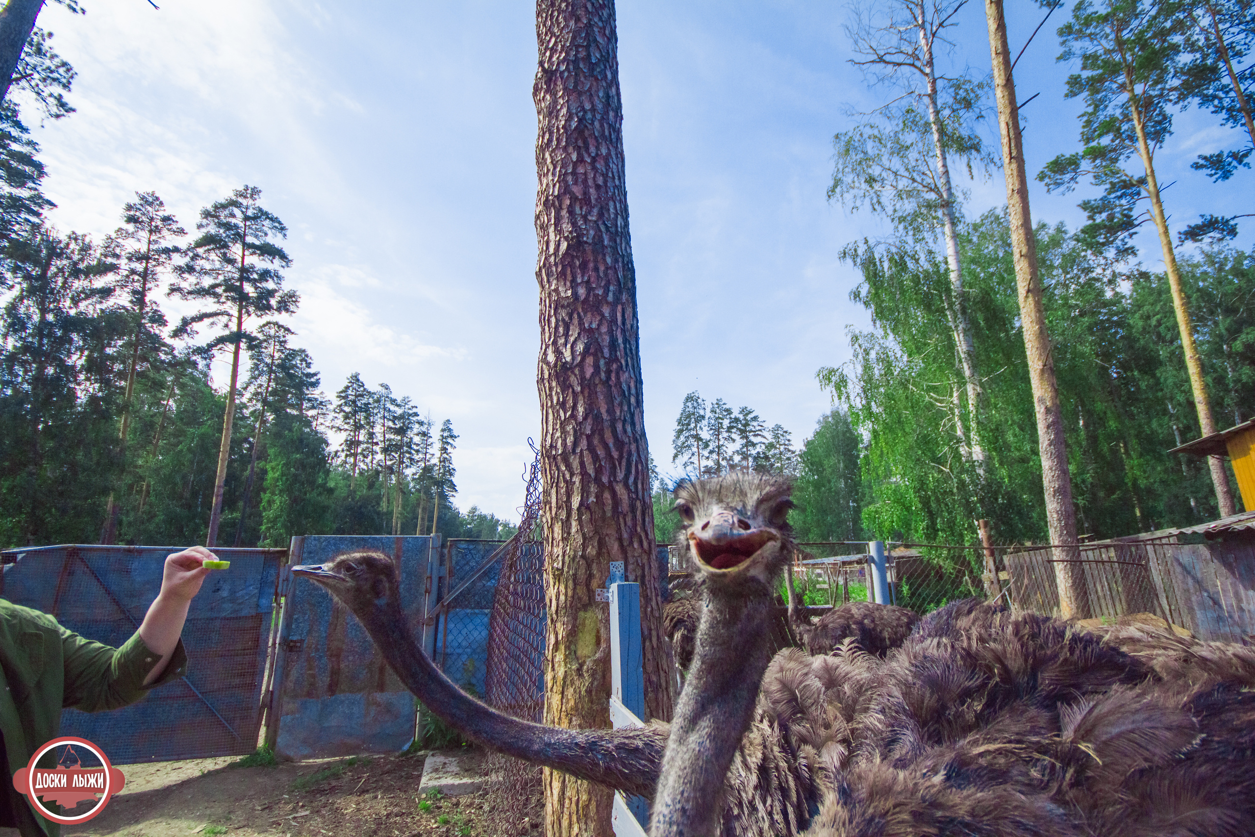 Черемшанские карьеры, оленья ферма и озеро Иткуль. Свадебный фотограф в Екатеринбурге Полевской Соликамск
