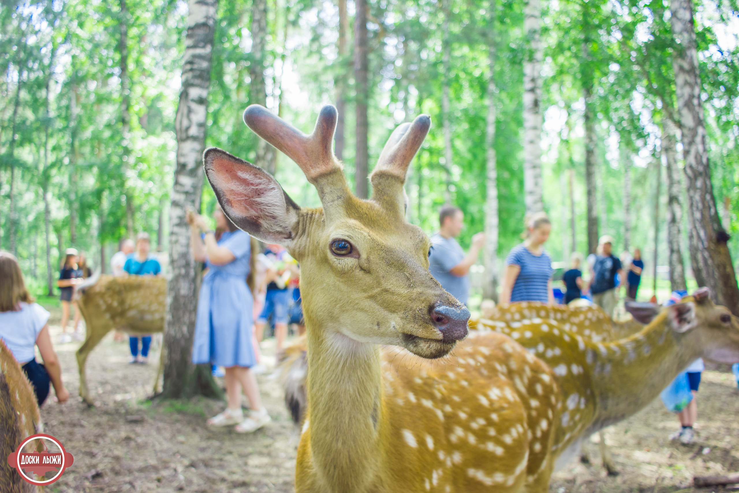 Черемшанские карьеры, оленья ферма и озеро Иткуль. Свадебный фотограф в Екатеринбурге Полевской Соликамск