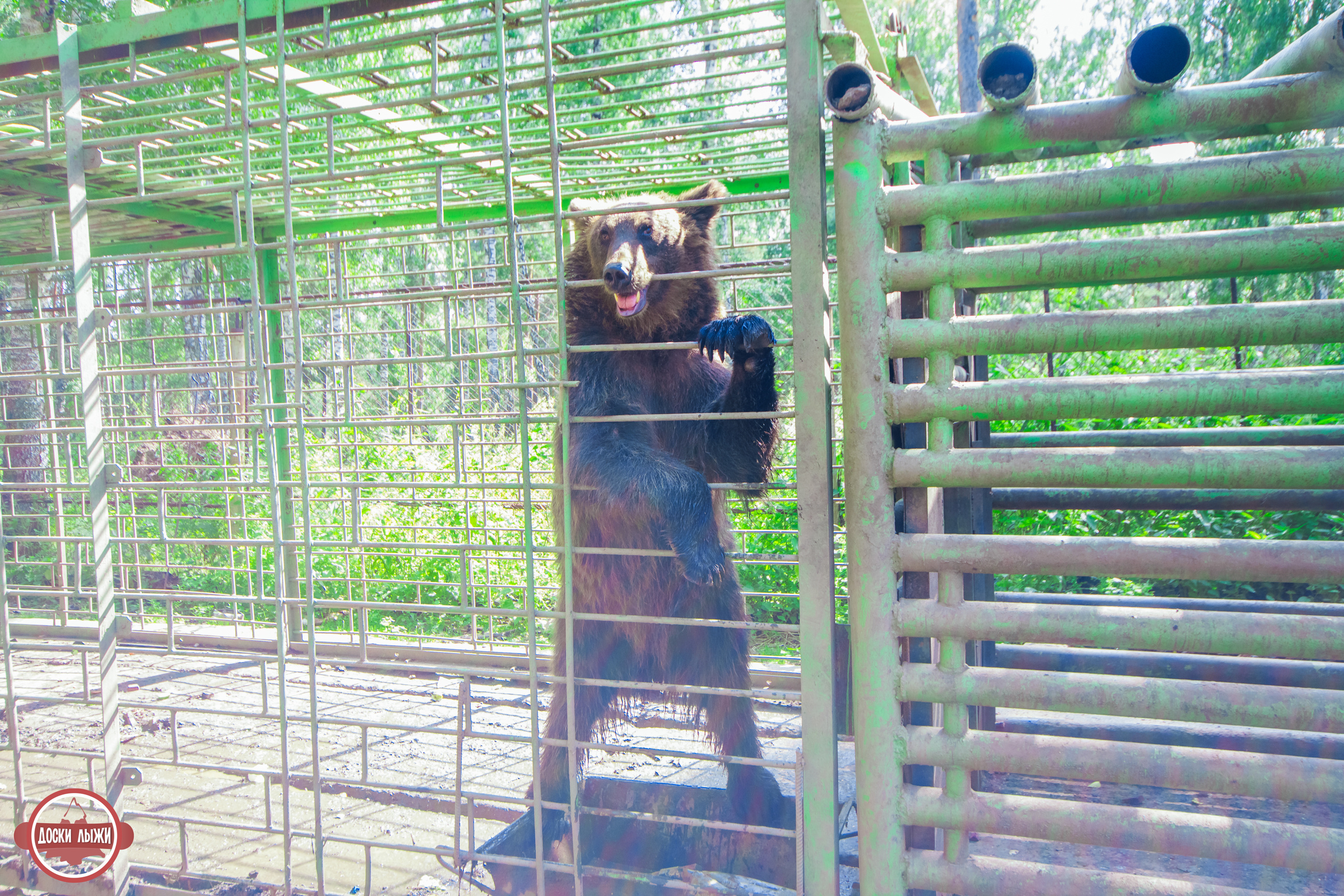 Черемшанские карьеры, оленья ферма и озеро Иткуль. Свадебный фотограф в Екатеринбурге Полевской Соликамск