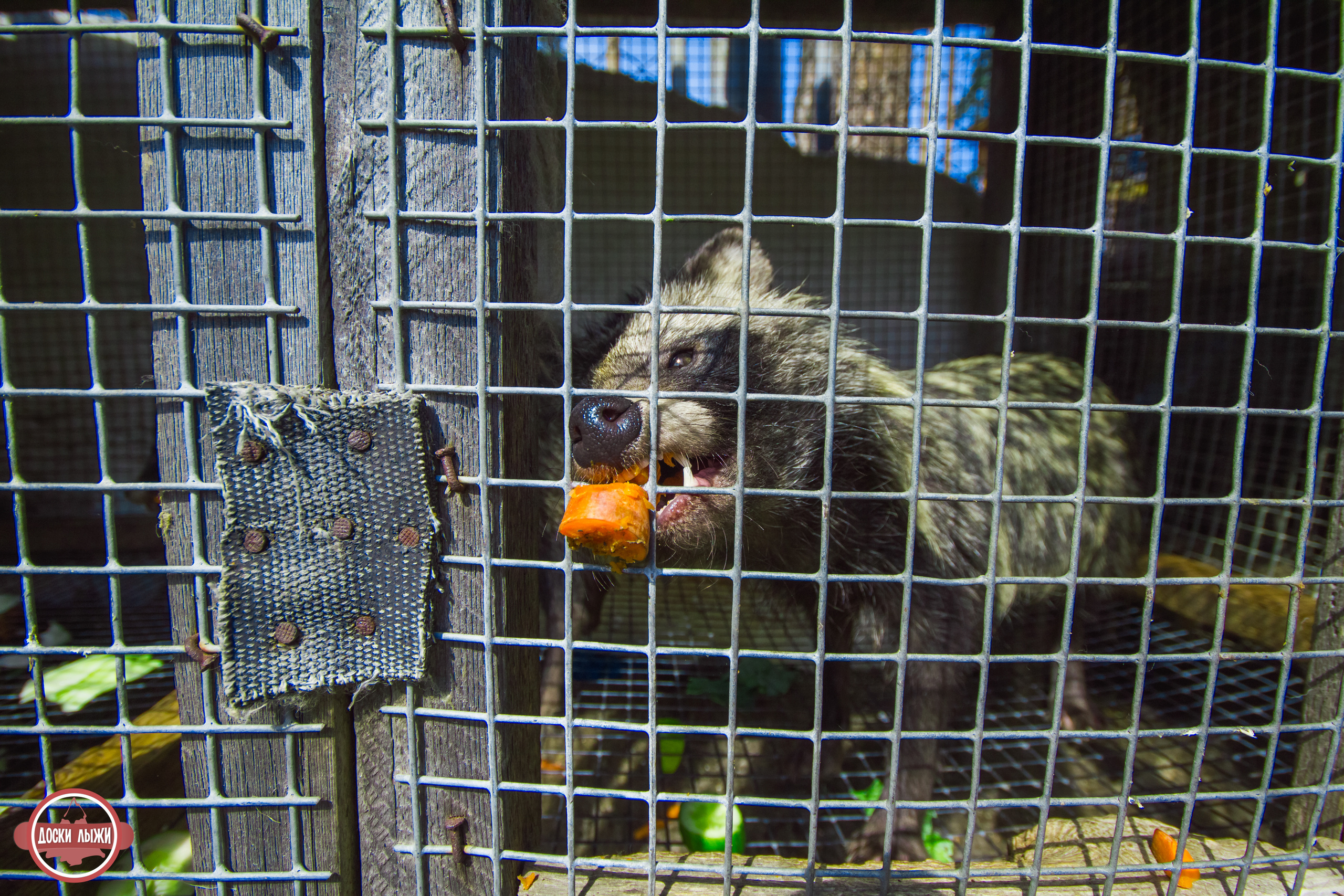Черемшанские карьеры, оленья ферма и озеро Иткуль. Свадебный фотограф в Екатеринбурге Полевской Соликамск