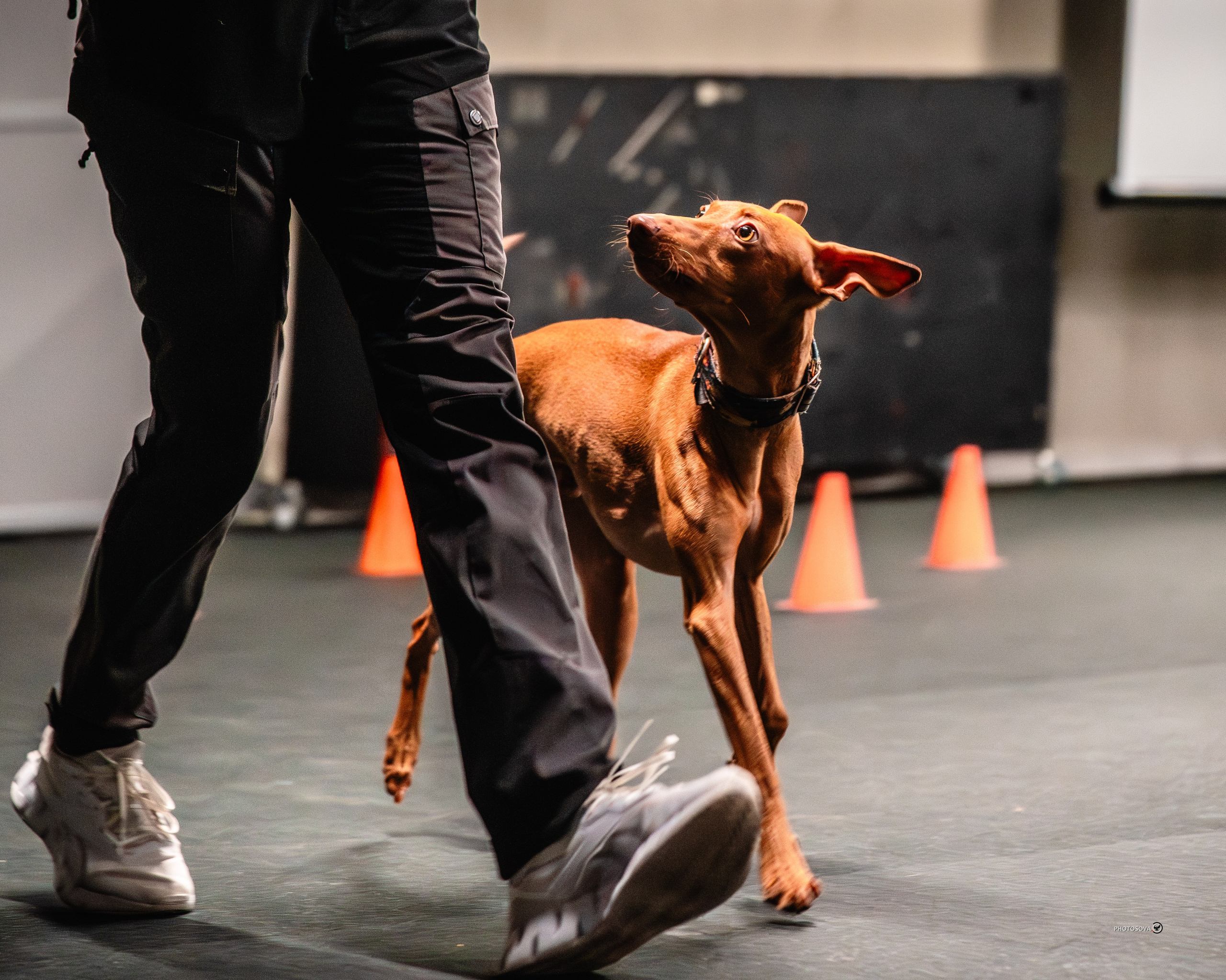 ТЫ И Я (соревнования по ралли-обидиенс). Фотограф-анималист, семейный фотограф в Москве и Подмосковье. Фотосъёмка кинологических дисциплин