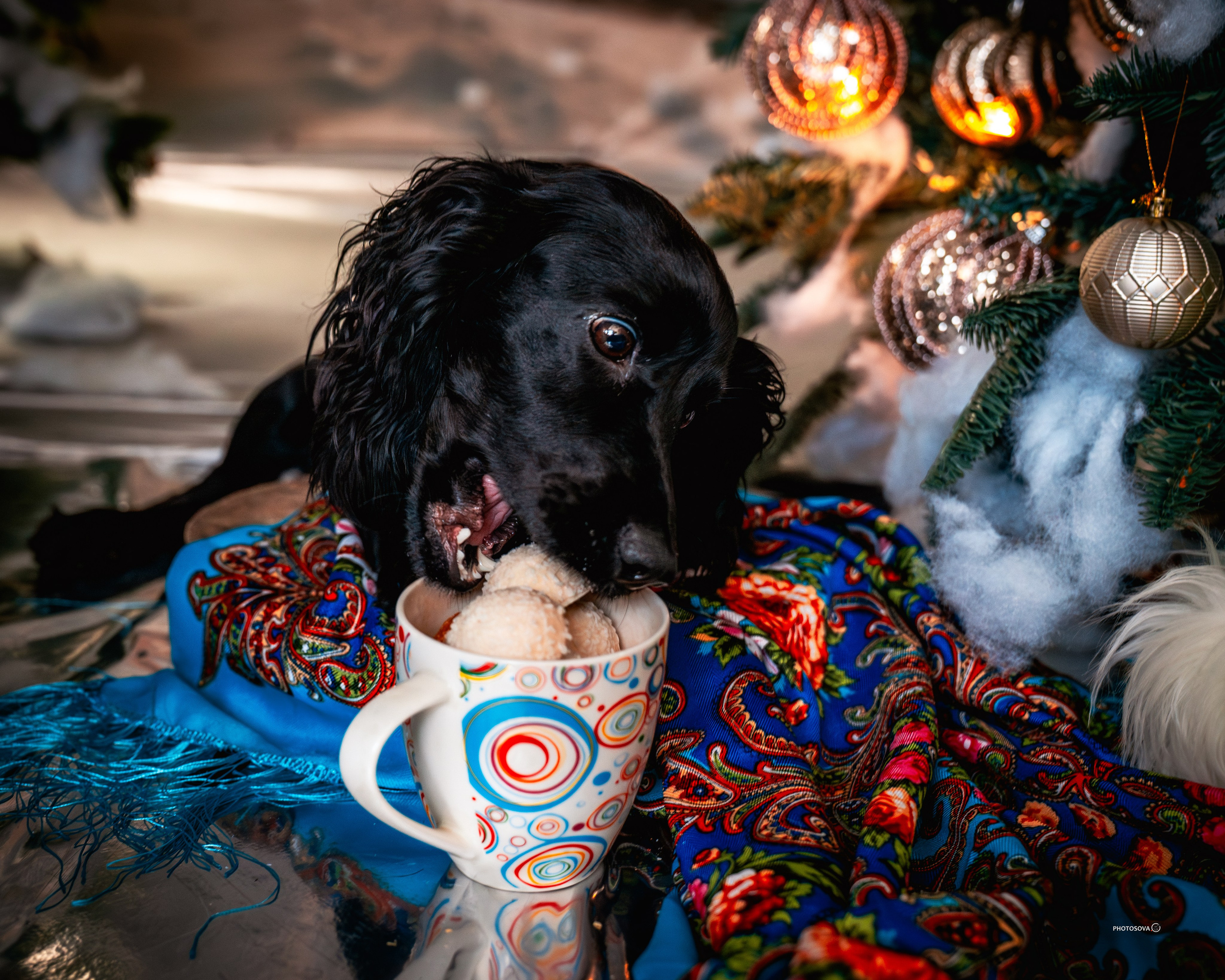 ФОТОПАМЯТЬ ВАШИХ ЭМОЦИЙ. Фотограф-анималист, семейный фотограф в Москве и Подмосковье. Фотосъёмка кинологических дисциплин