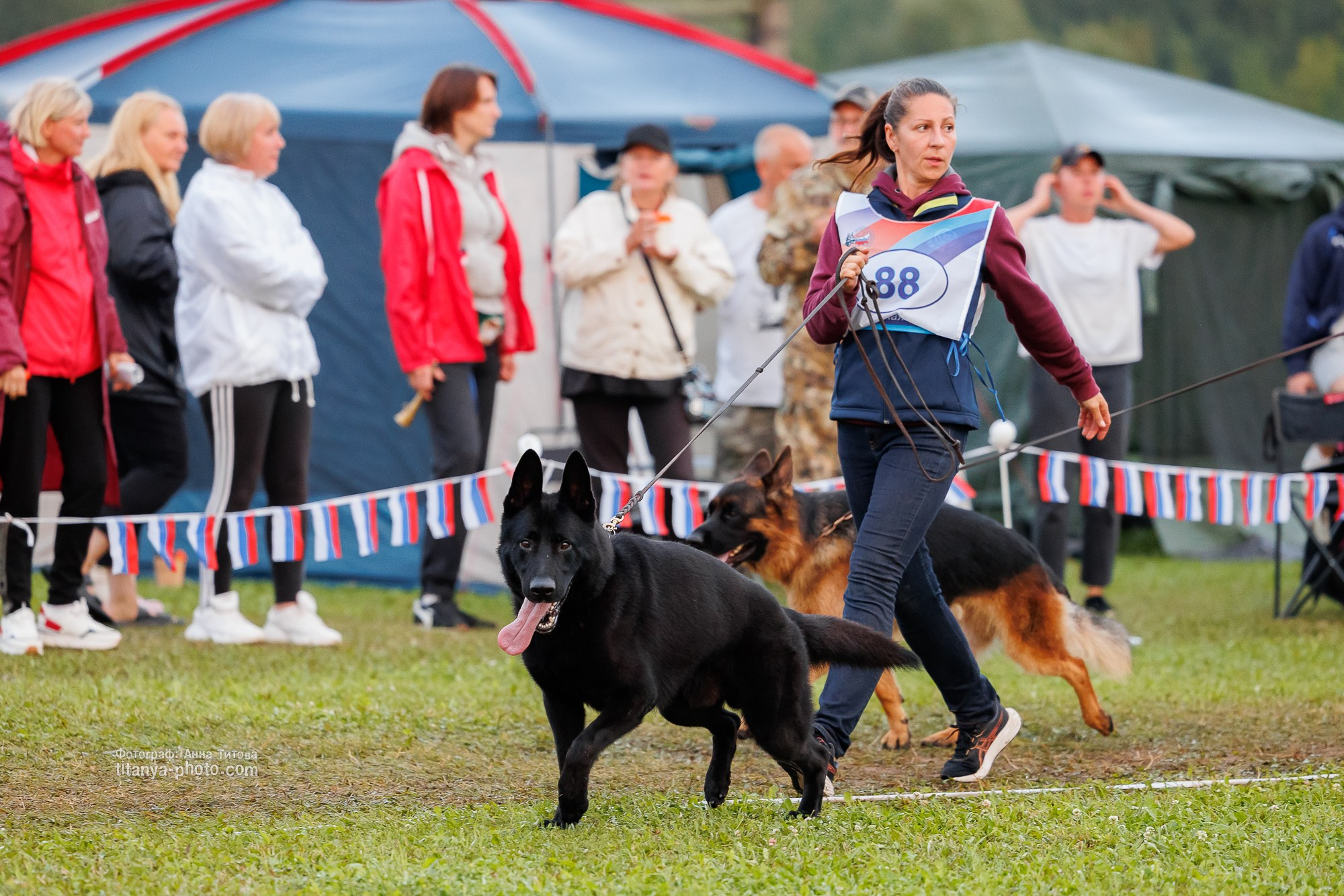 Немецкие овчарки: фото из рингов и вне ринга, мутпроба (фотографии с выставок). Фотограф собак, фотограф-анималист Аня Титова (Titanya). Москва