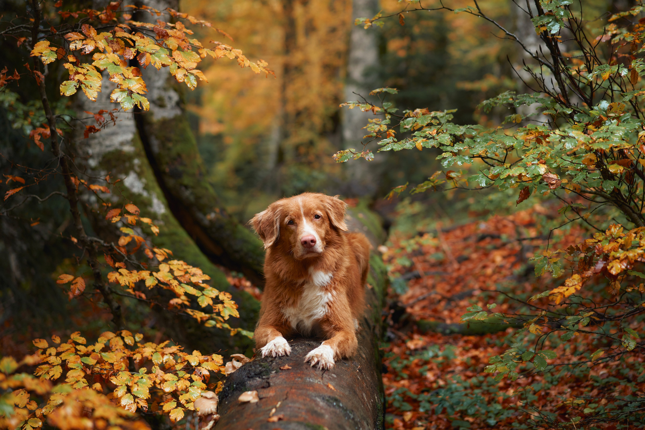 Photo of dogs in nature. landscape with dog. Dog photographer Averianova Anna — Art photography of dogs