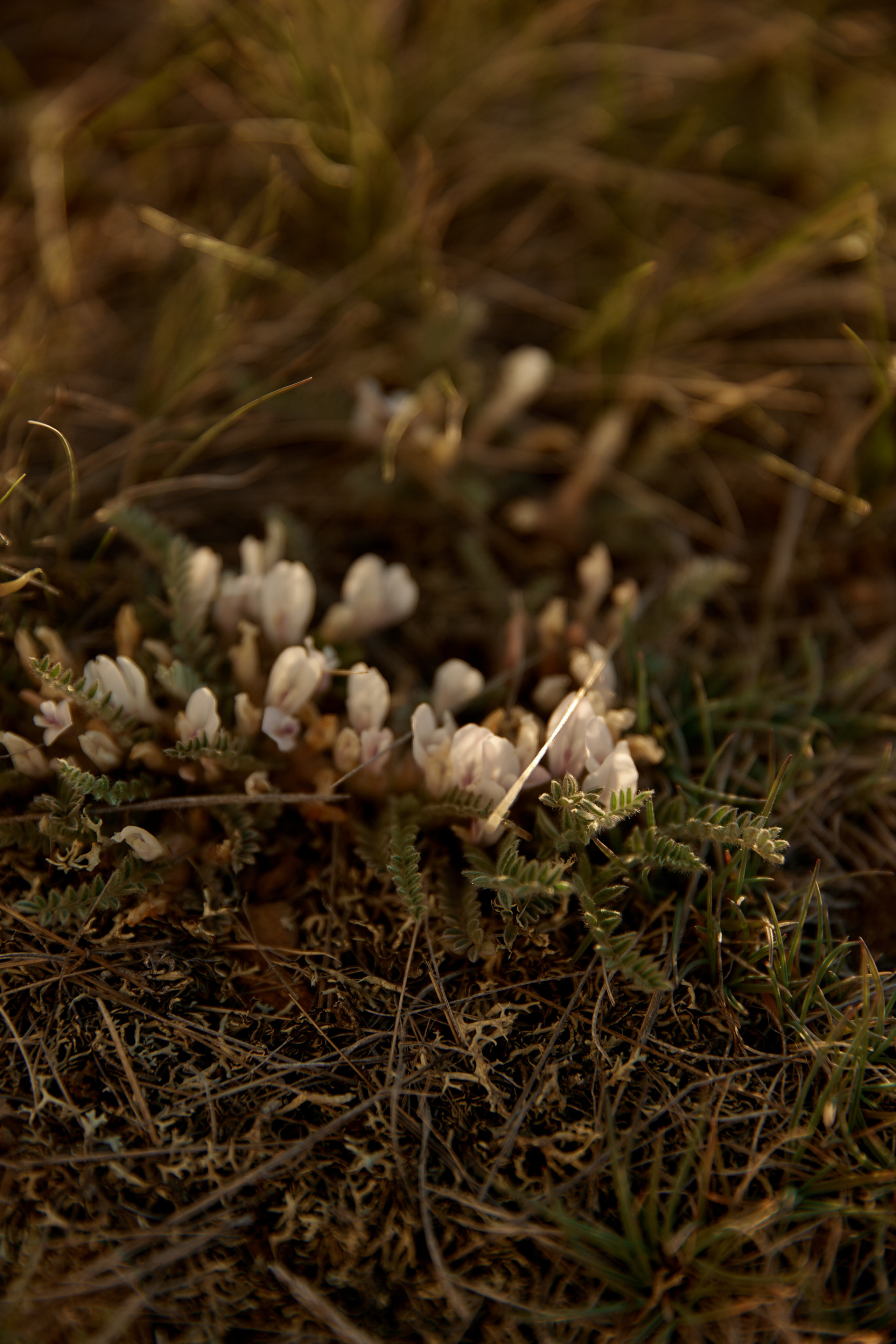…В Курайской степи. Профессиональный фотограф Светлана Писарева