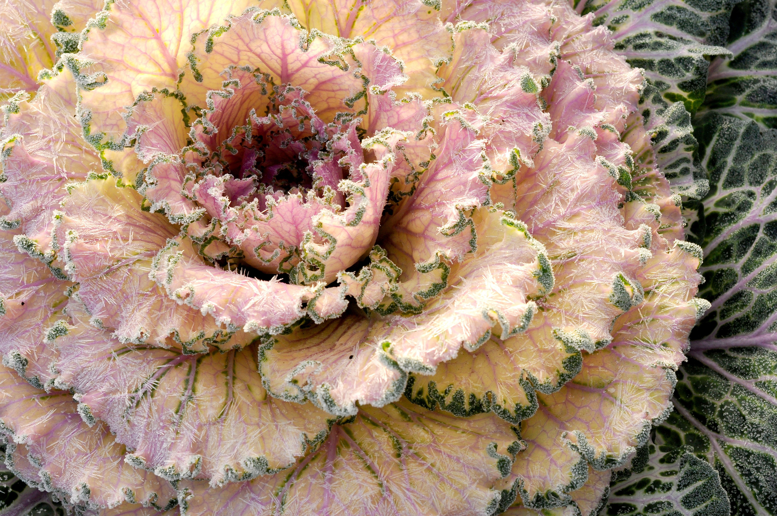 ФАКТУРКИ и ДЕТАЛЬКИ. Фотограф Татьяна Андриянова