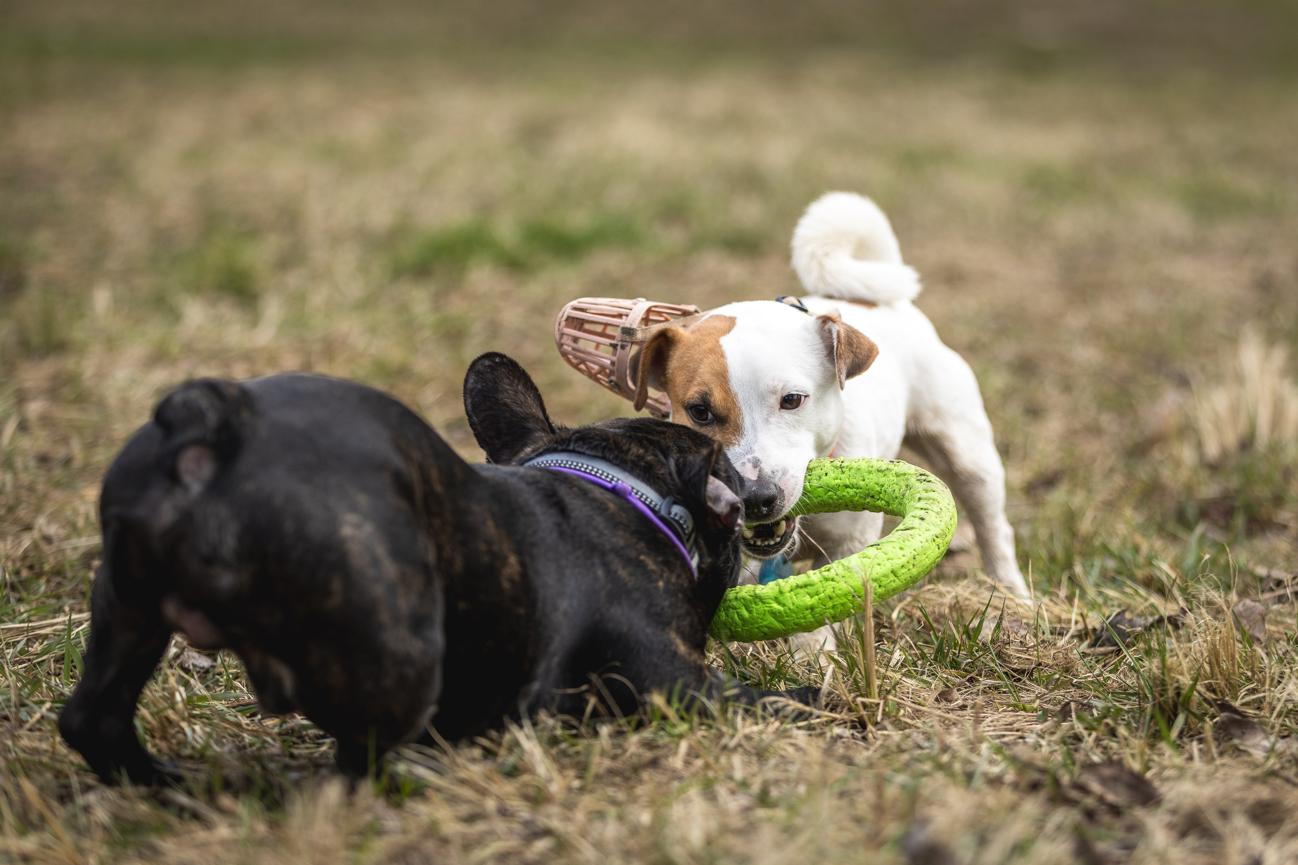 Догтуса 24.03.2024. Ирина Голомб|Фотограф-анималист в  Сочи и Калининграде