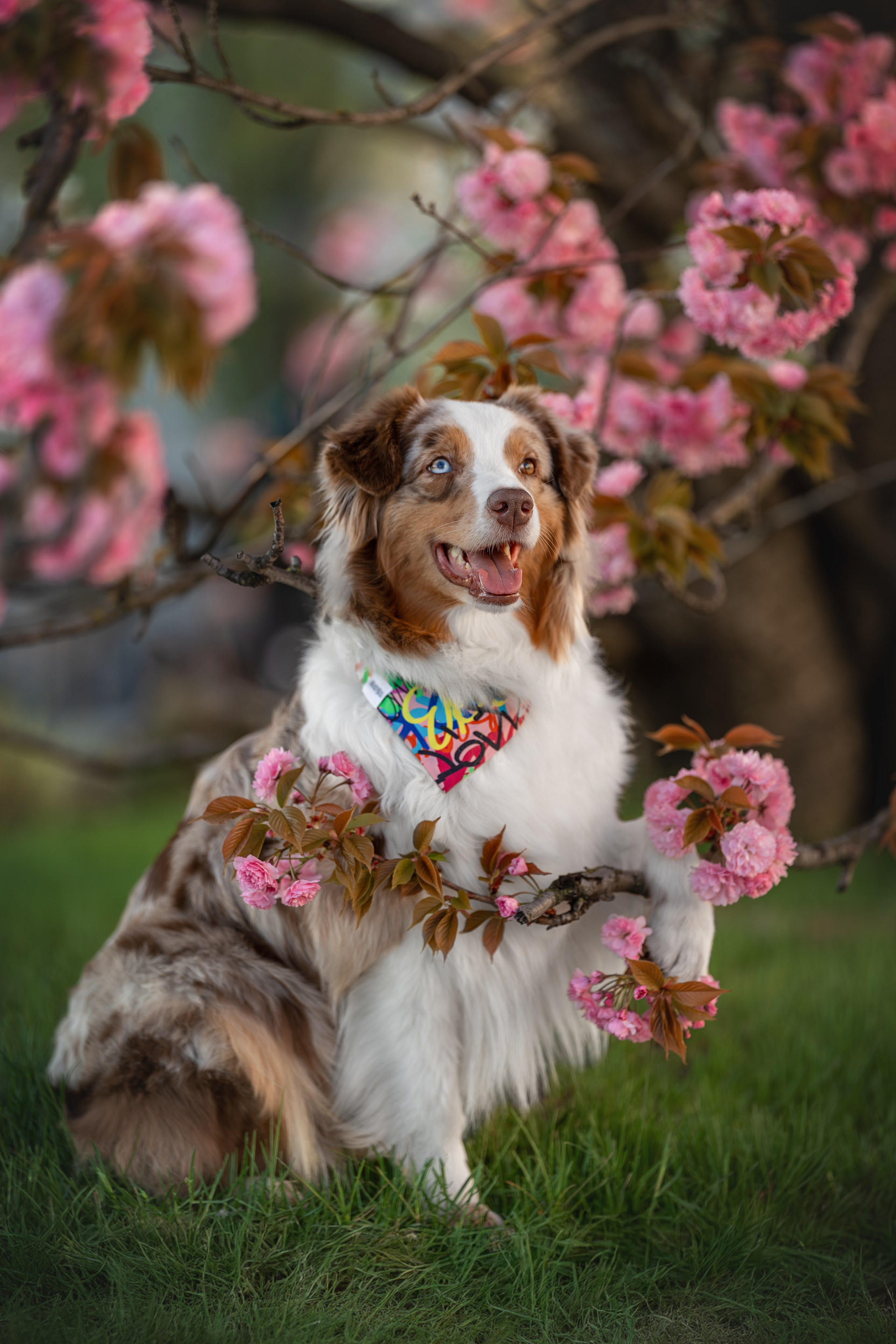 Полли, Австралийская Овчарка. Ирина Голомб|Фотограф-анималист в  Сочи и Калининграде