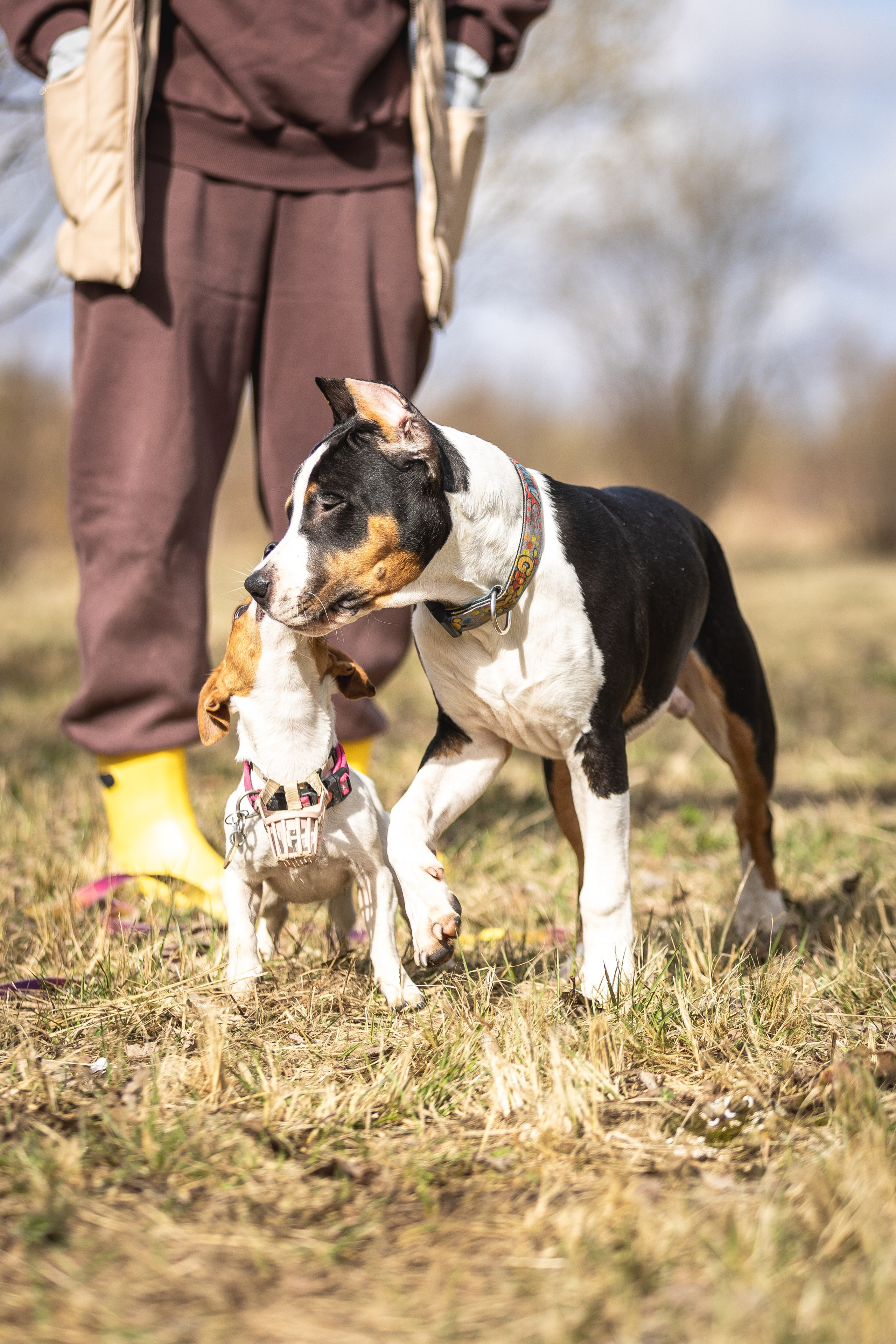 Догтуса 24.03.2024. Ирина Голомб|Фотограф-анималист в  Сочи и Калининграде