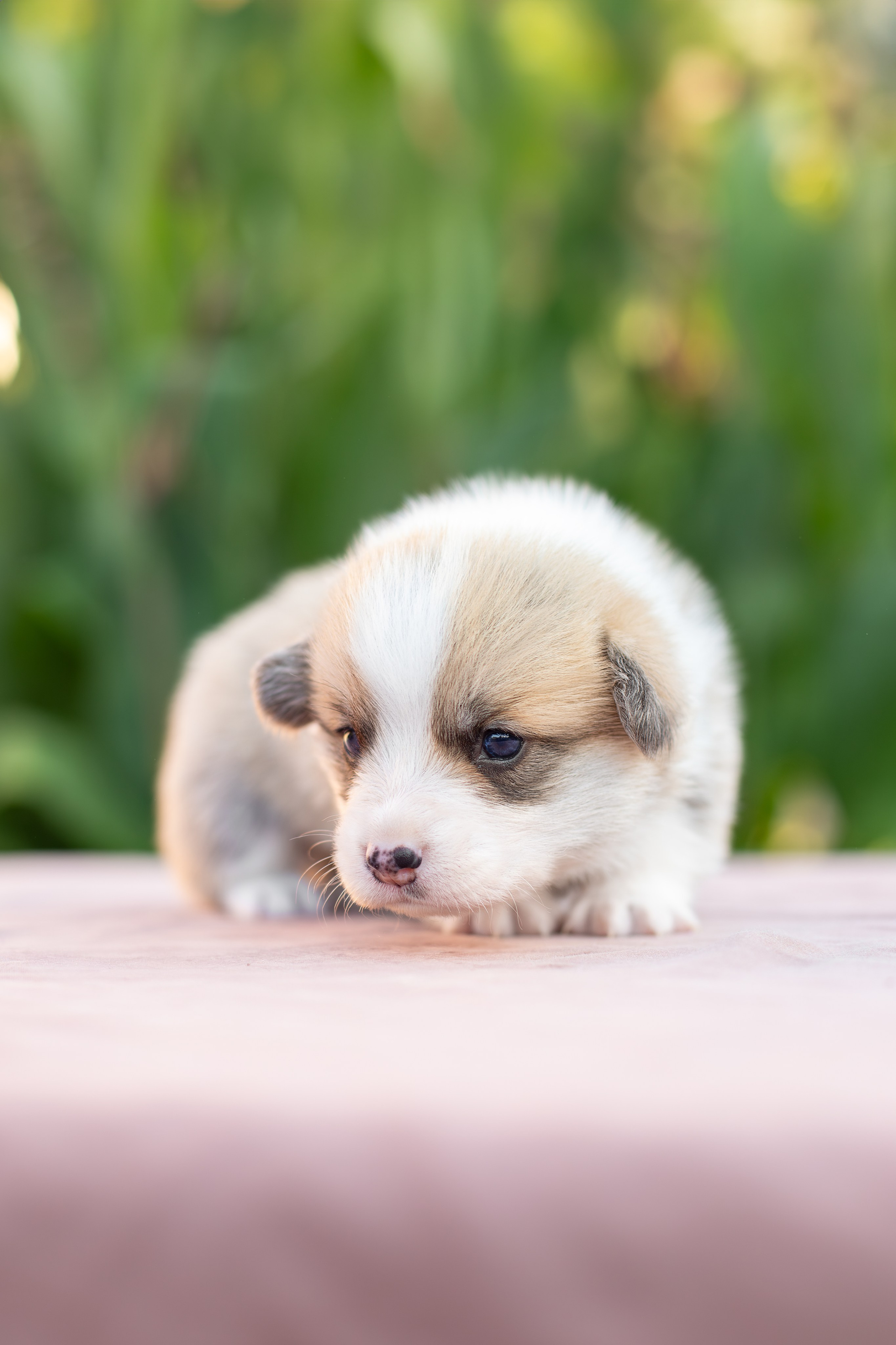 Малыши коржики. Ирина Голомб|Фотограф-анималист в  Сочи и Калининграде