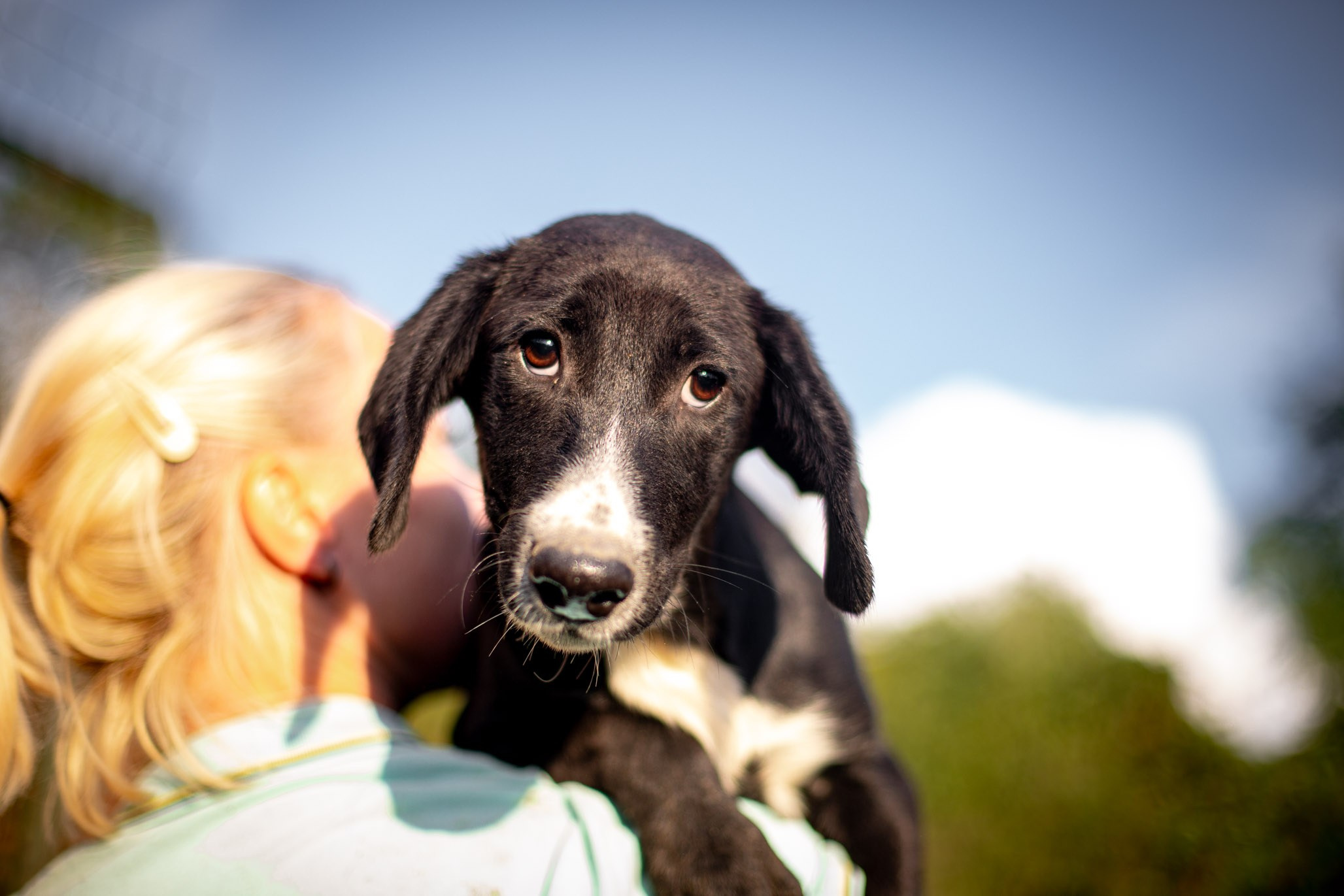 Приют Бим. Ирина Голомб|Фотограф-анималист в  Сочи и Калининграде