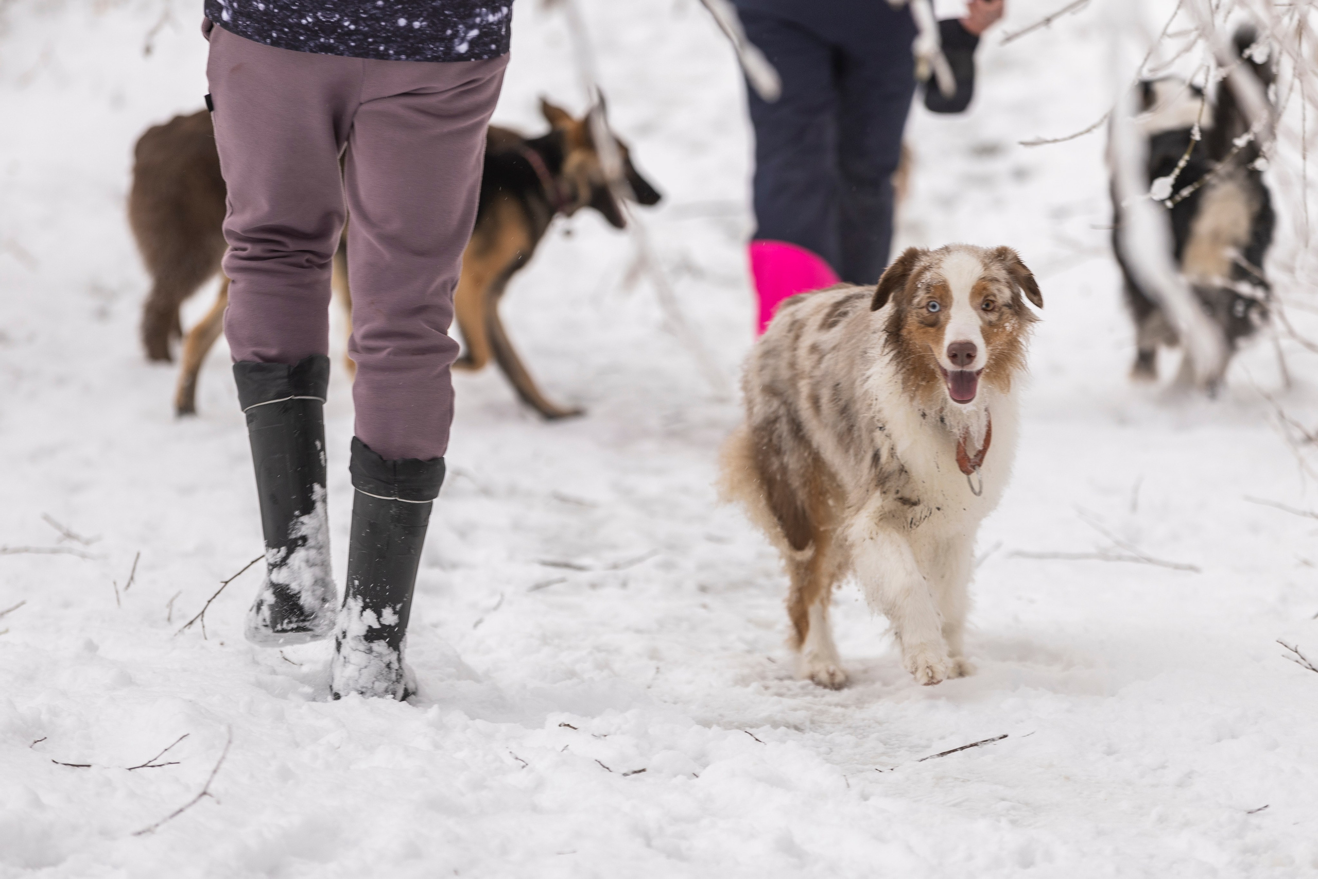 Догтуса Тропа Ефремова. Ирина Голомб|Фотограф-анималист в  Сочи и Калининграде