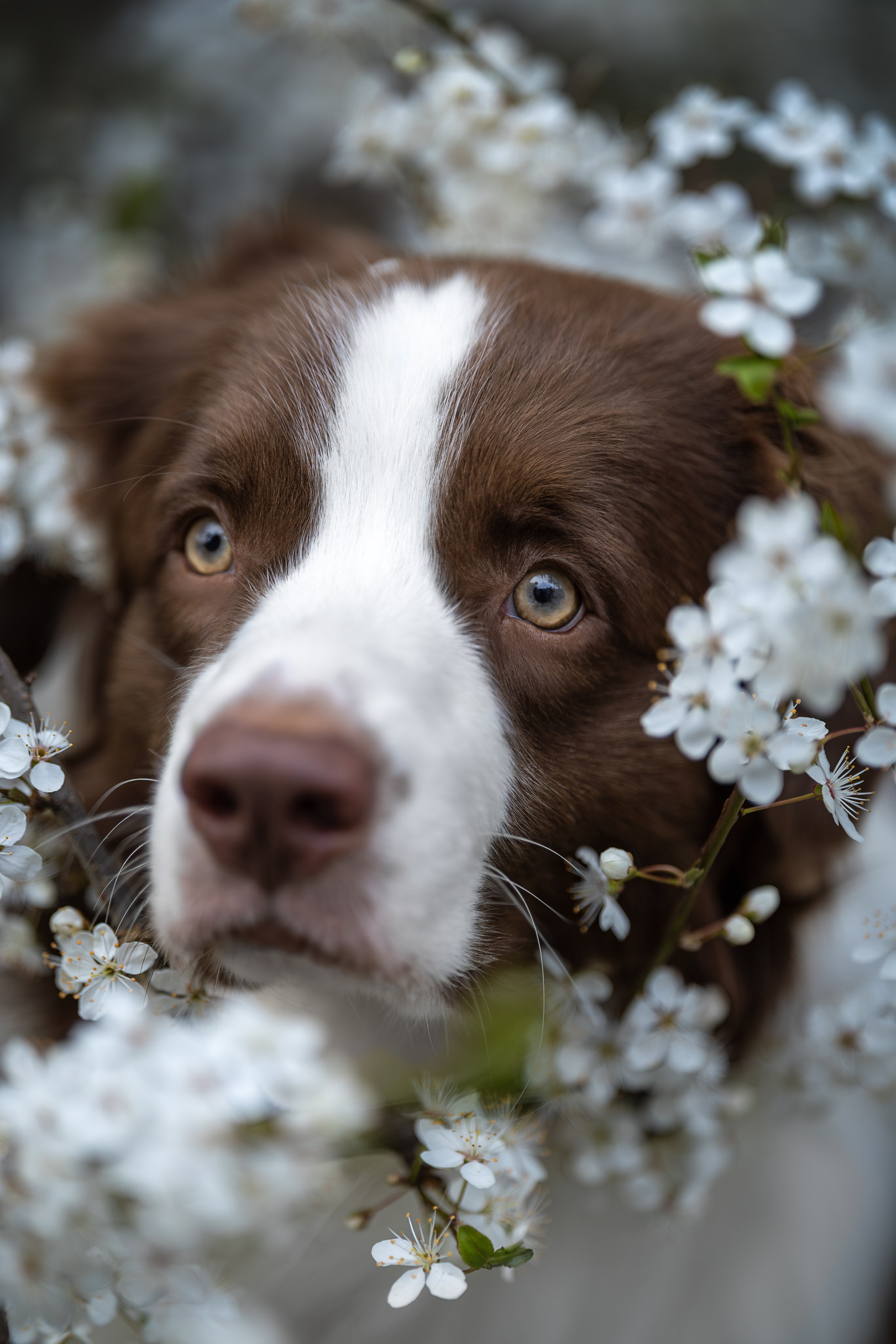 Дин, Австралийская Овчарка. Ирина Голомб|Фотограф-анималист в  Сочи и Калининграде