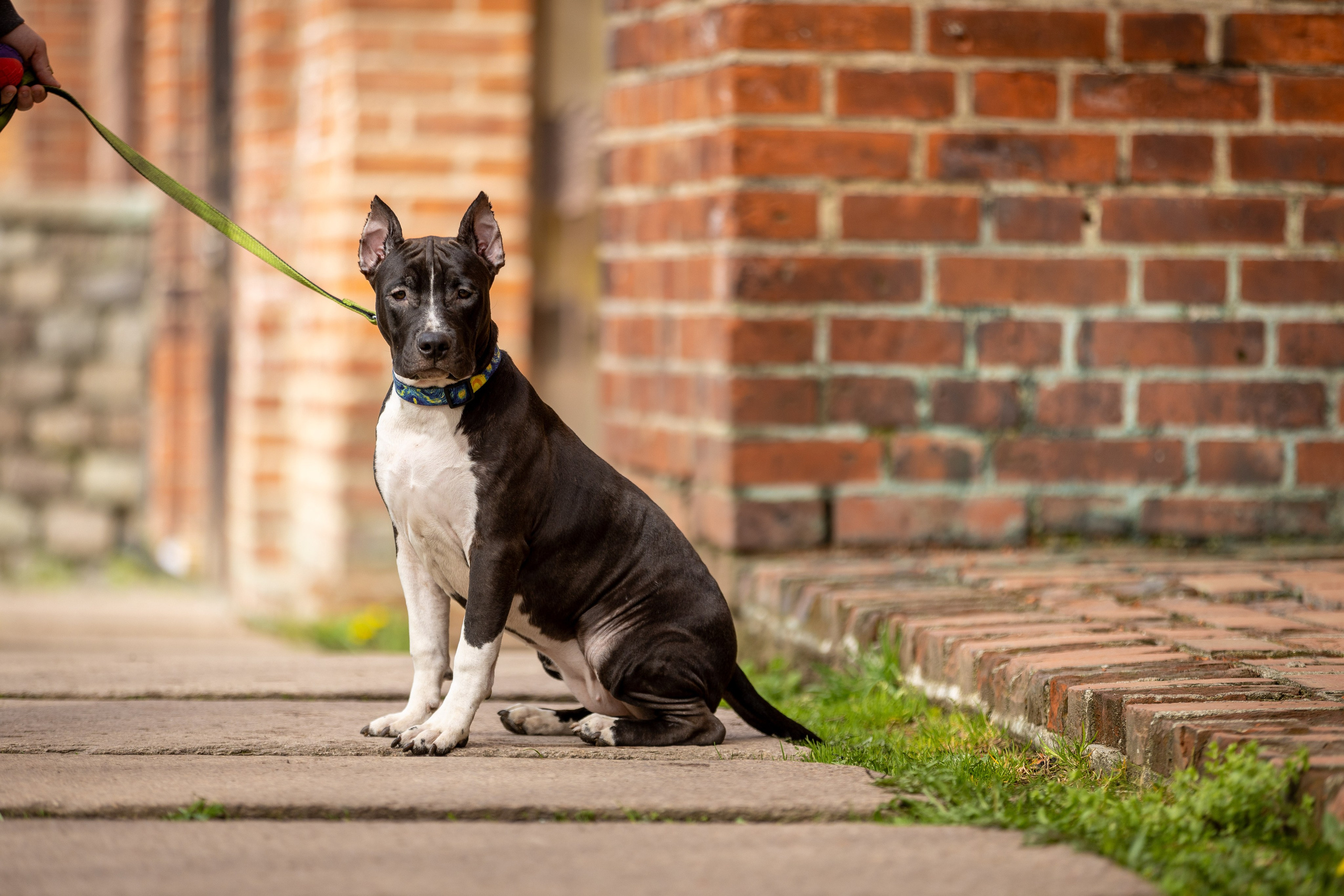 Афина и Мора, Стаффорды. Ирина Голомб|Фотограф-анималист в  Сочи и Калининграде