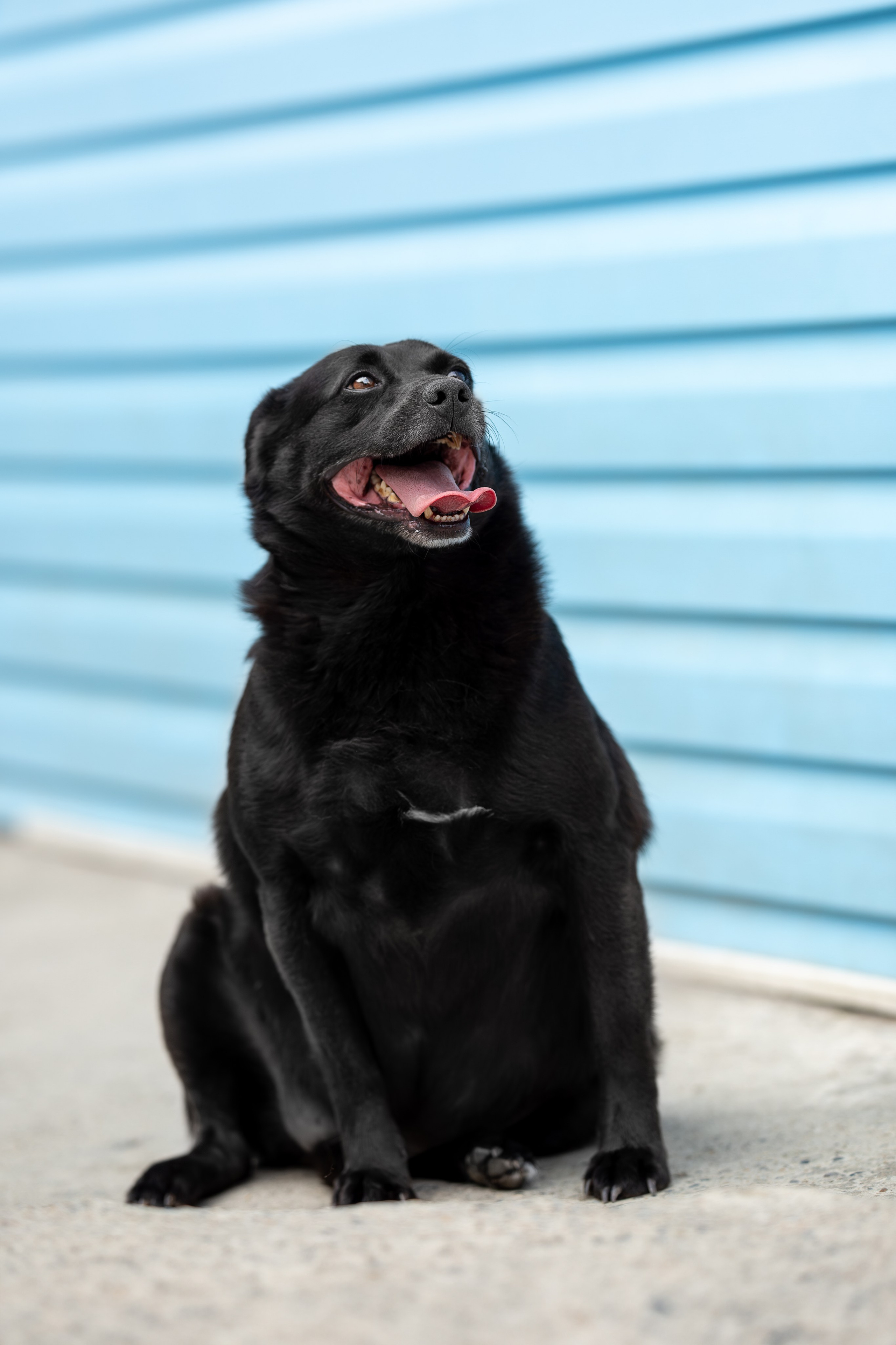 Мини-приют «Возрождение». Ирина Голомб|Фотограф-анималист в  Сочи и Калининграде