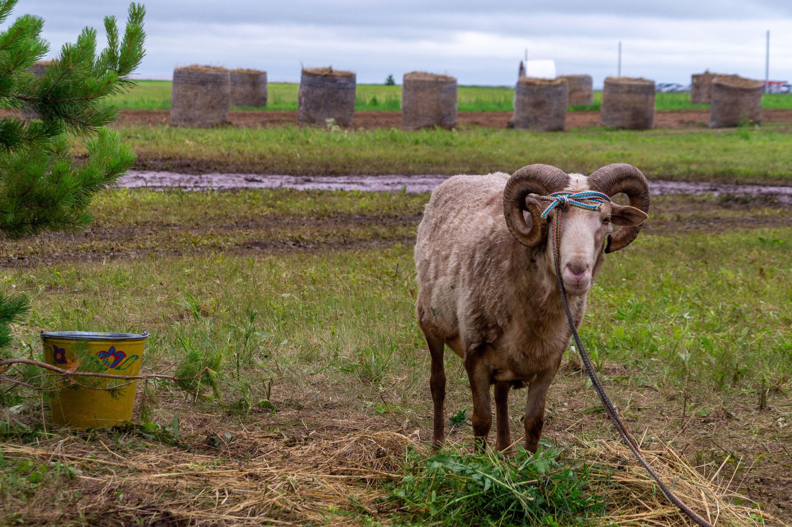Всероссийский собантуй 2025. Портретный и семейный фотограф Санкт-Петербург