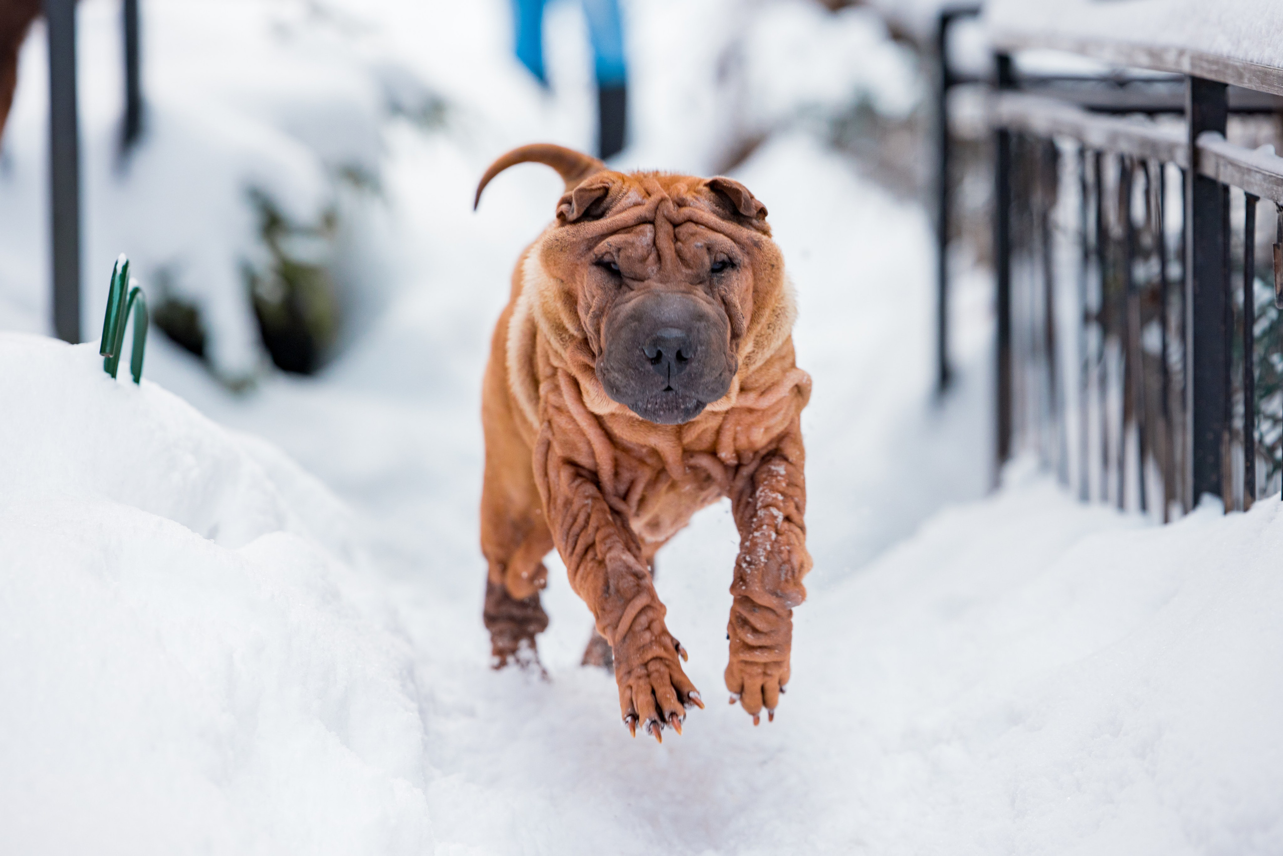 В гостях у шарпеев 16.01.2024. Фотограф-анималист Юлия Германика
