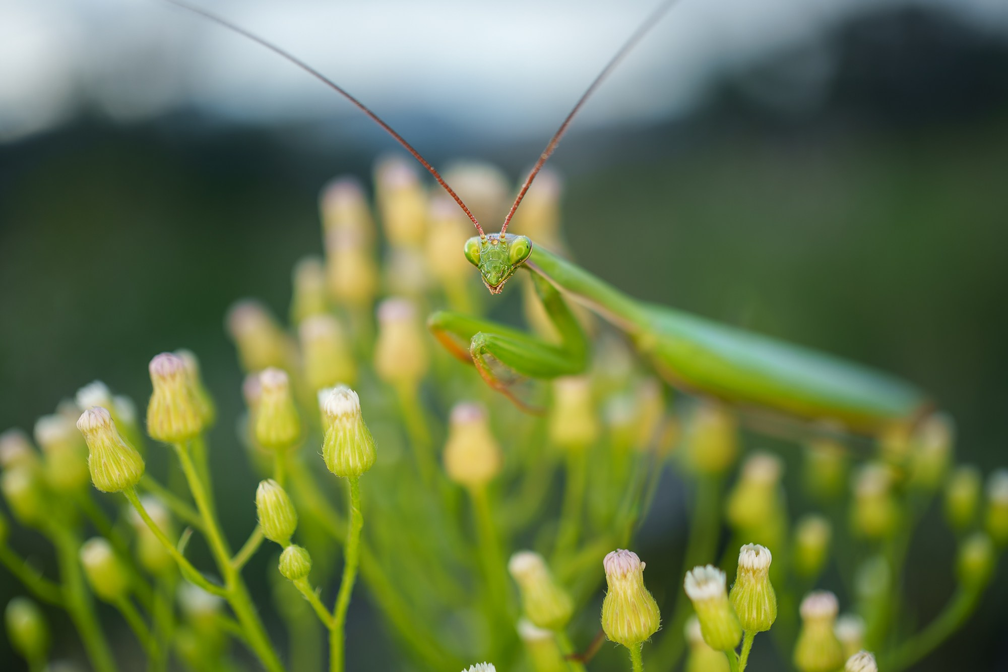 Макросъёмка. Ваш личный фотограф Марина Волкова