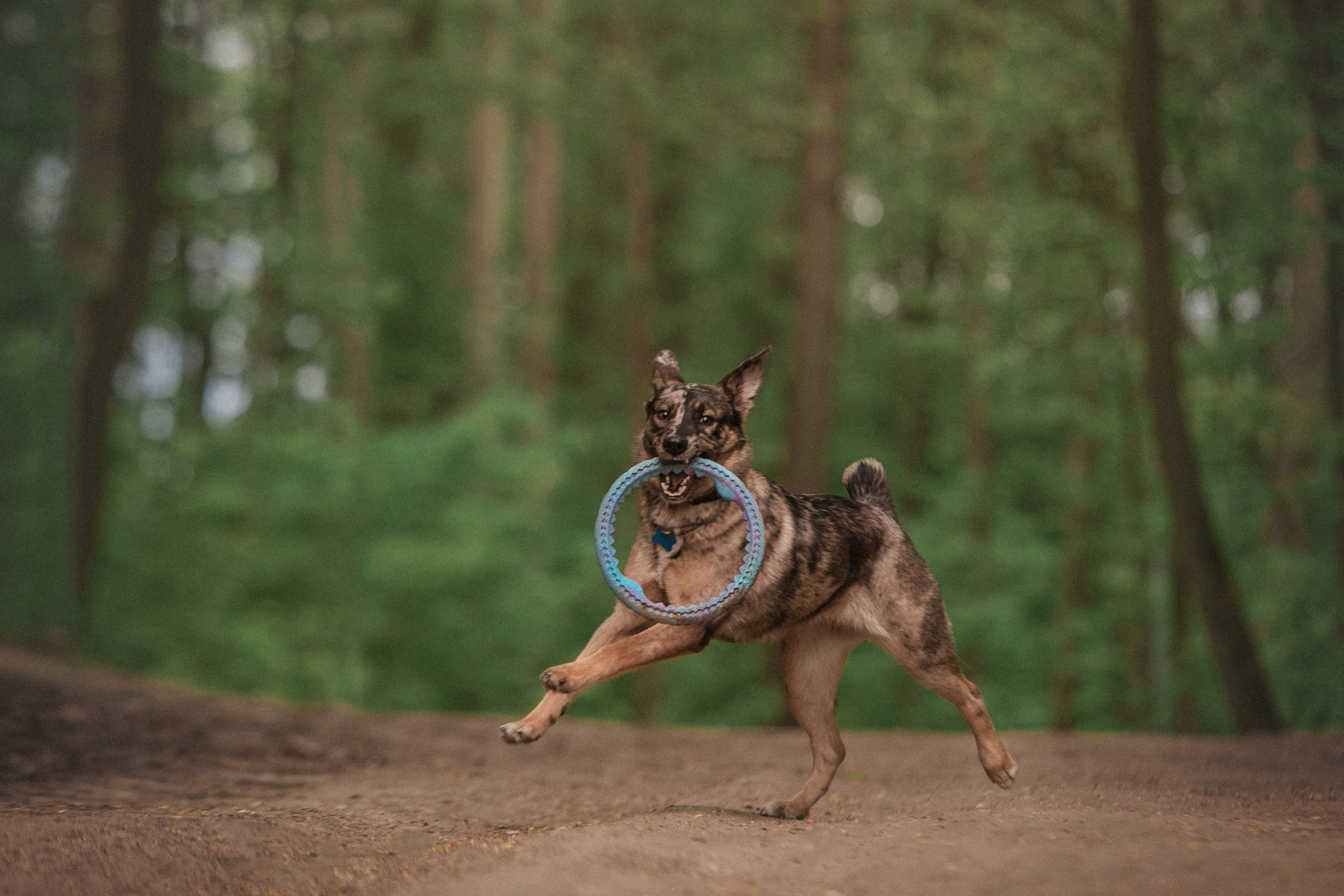 Штефа. Фотограф анималист Кузнецова Анна Нижний Новгород