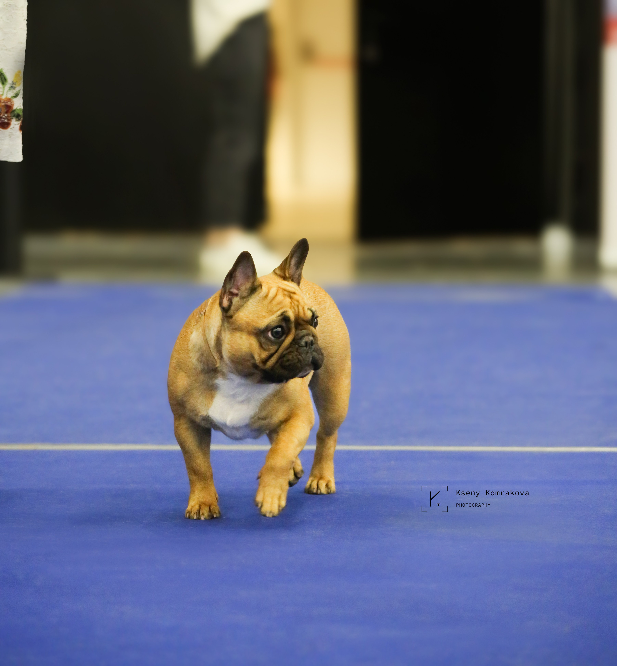 Съемка собак. Анималистика. Репортаж. Индивидуальная съемка