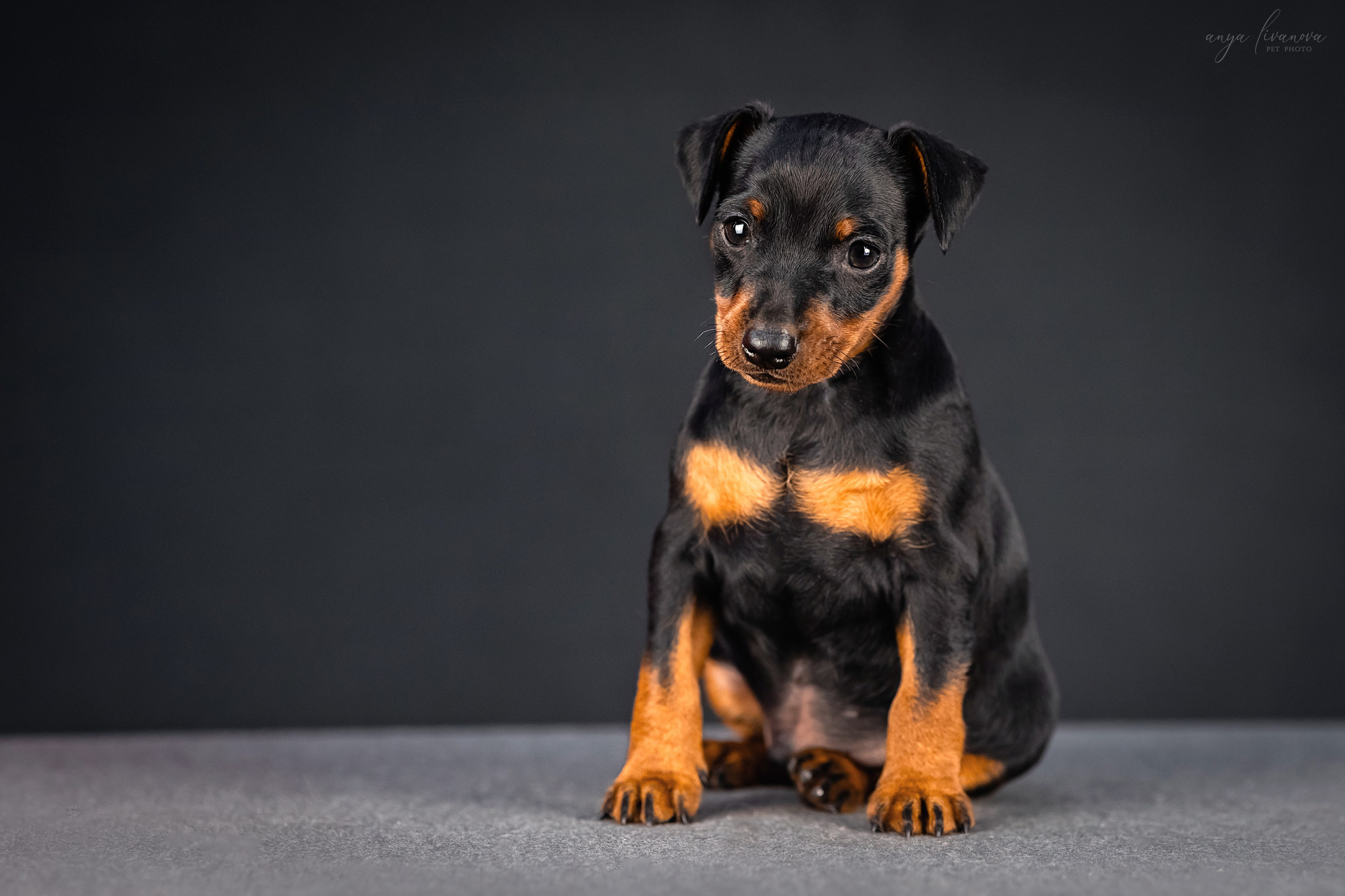 Пинчер. Фотограф анималист Аня Ливанова | Рыбинск