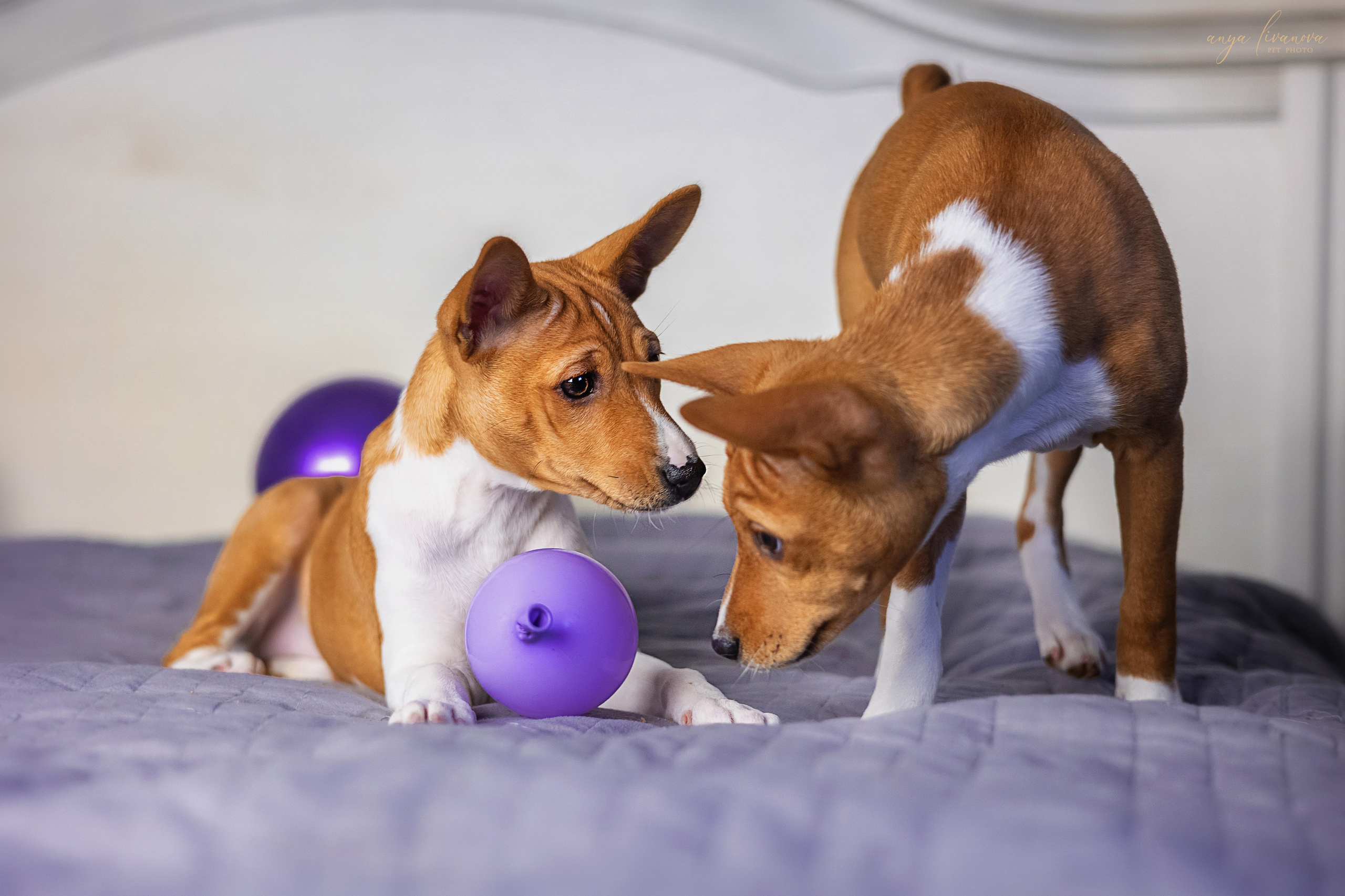 Баси. Фотограф анималист Аня Ливанова | Рыбинск