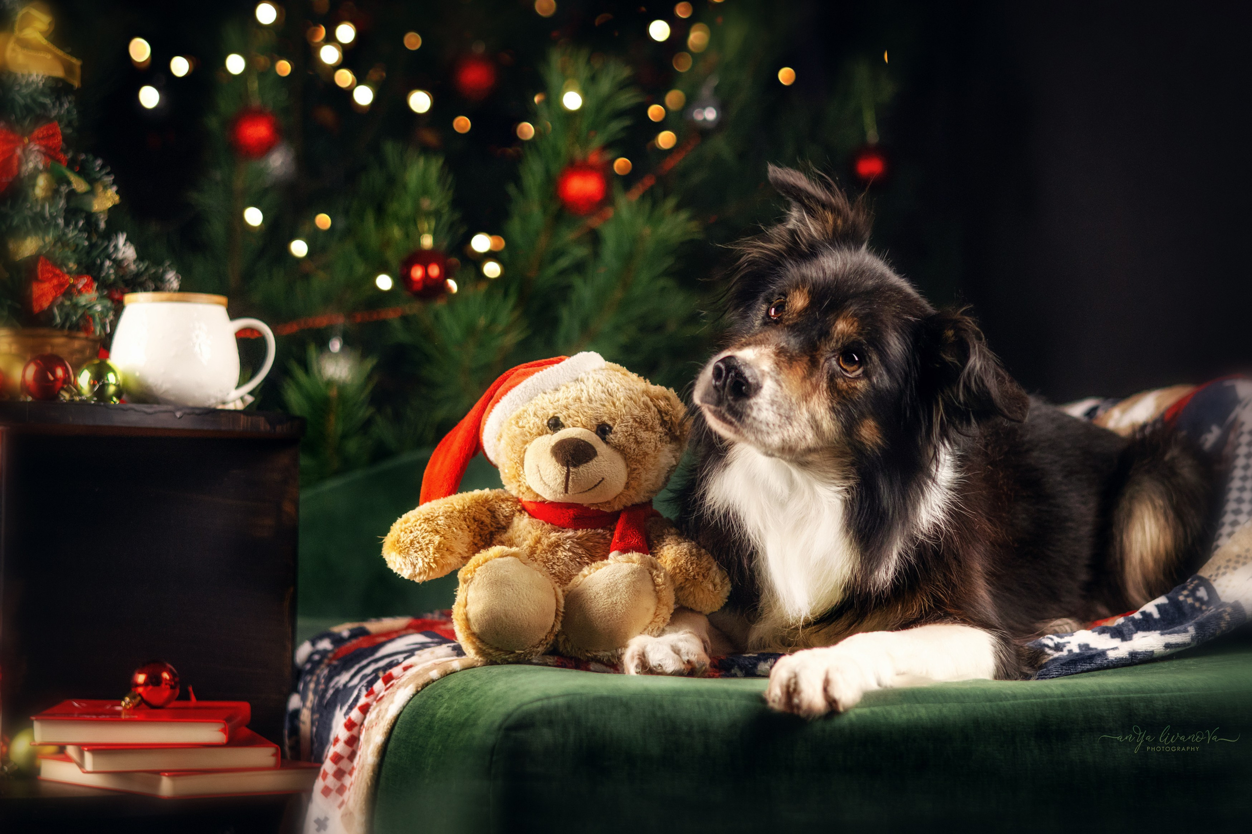 Новогодняя атмосфера в «Simply the Best». Фотограф анималист Аня Ливанова | Рыбинск