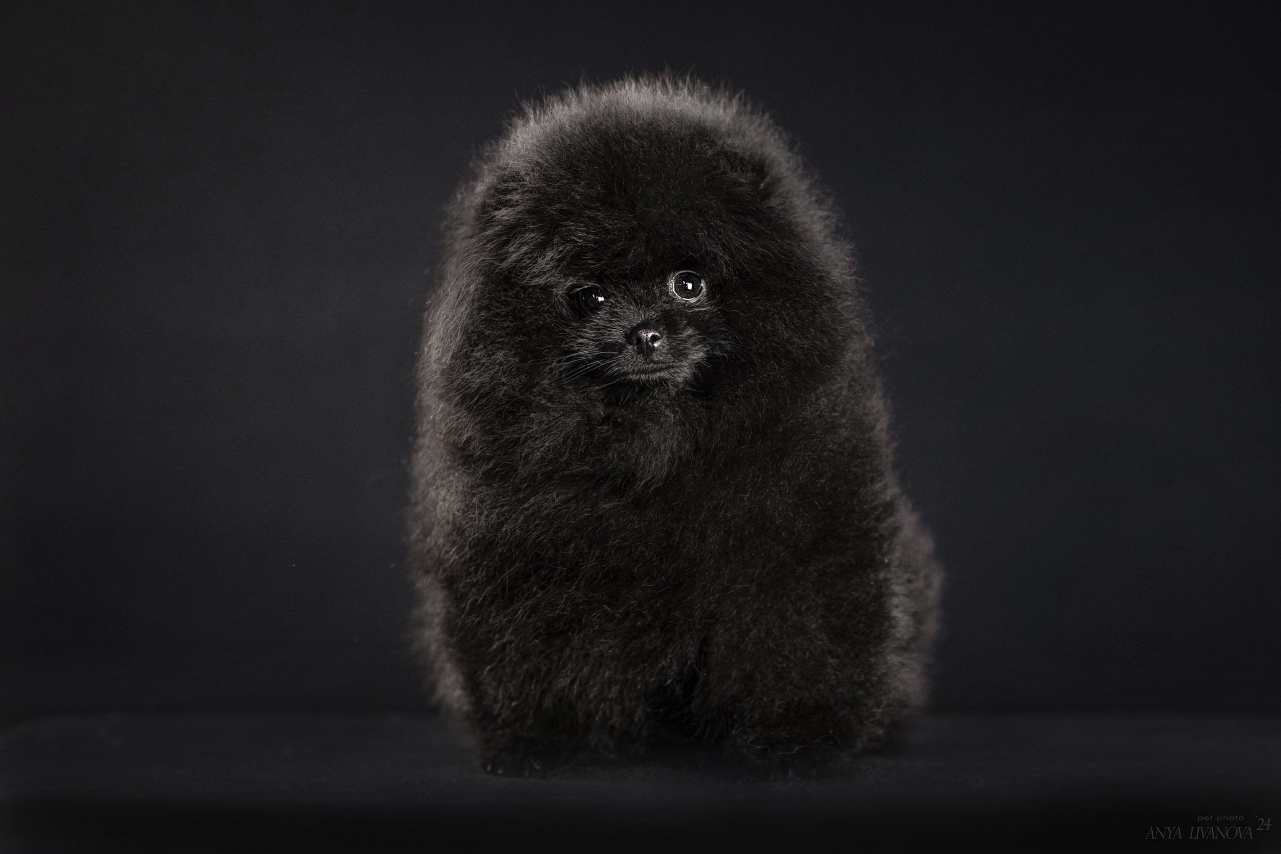 Шпицы. Фотограф анималист Аня Ливанова | Рыбинск