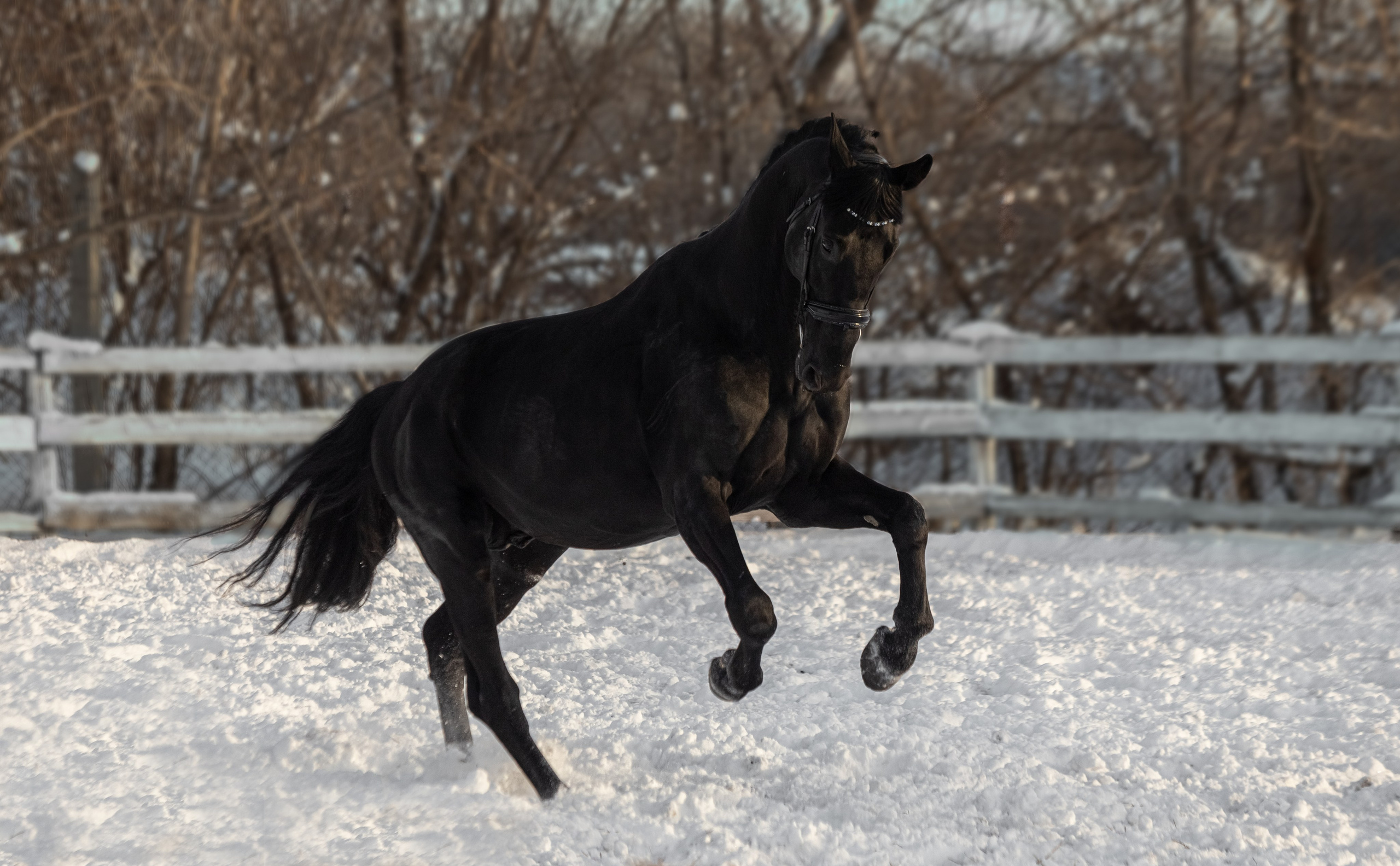 Портреты лошадей. Главная