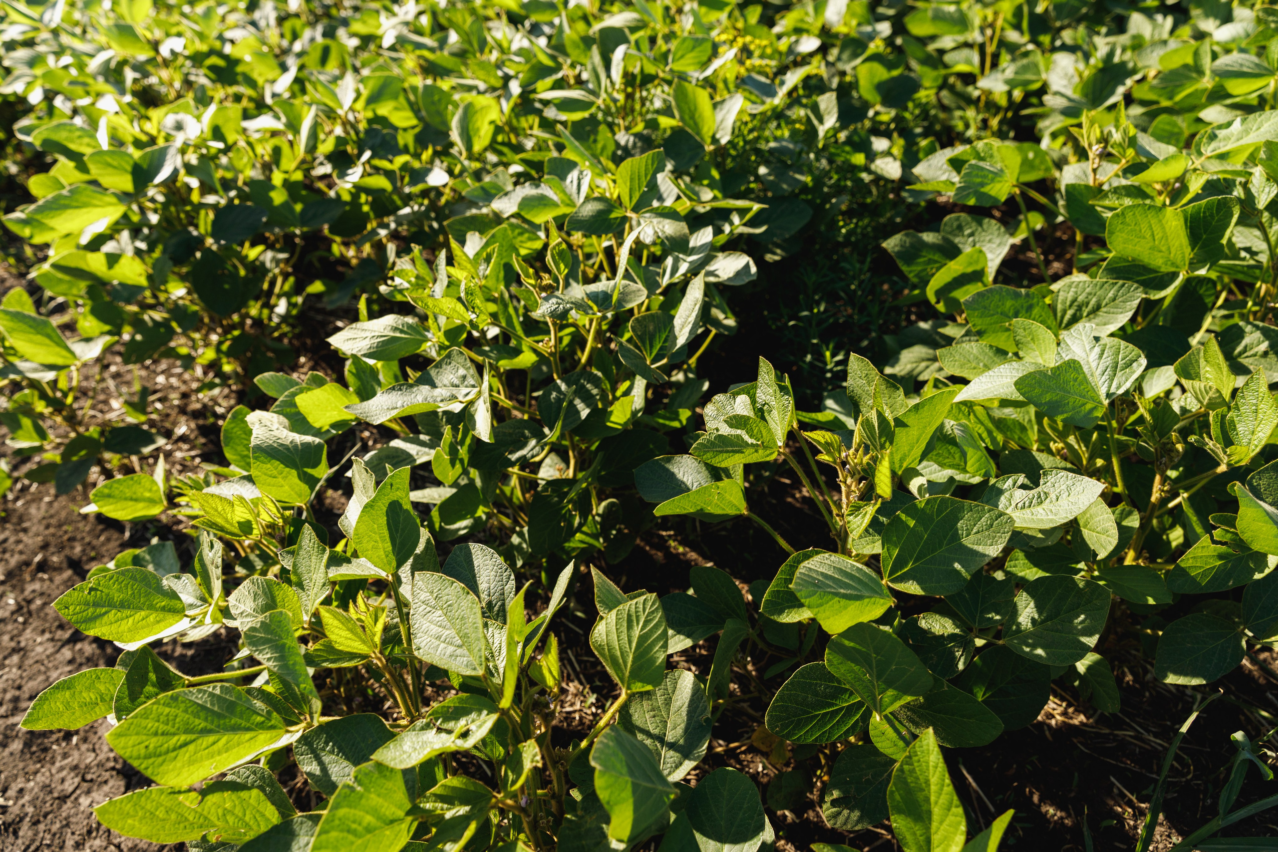 BASF. Конференция 2024. Фотограф Липецк. Фотограф в Липецке Татьяна Минаева. Портретный фотограф Липецк. Свадебный фотограф Липецк. Бизнес фотограф Липецк