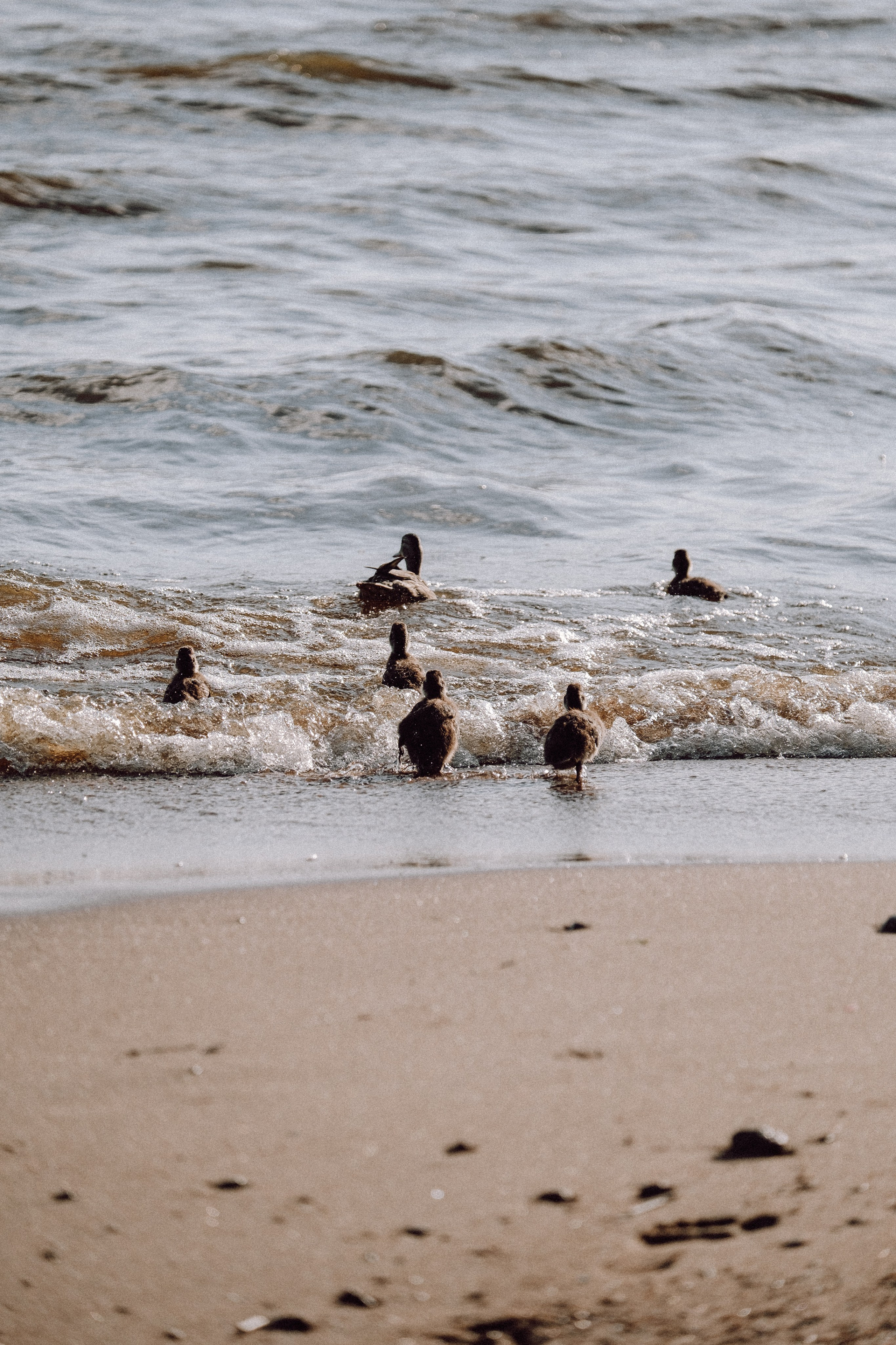 ПРОГУЛКА НА БЕРЕГУ ФИНСКОГО ЗАЛИВА. Профессиональный фотограф, Санкт-Петербург — Виктория Богомолова