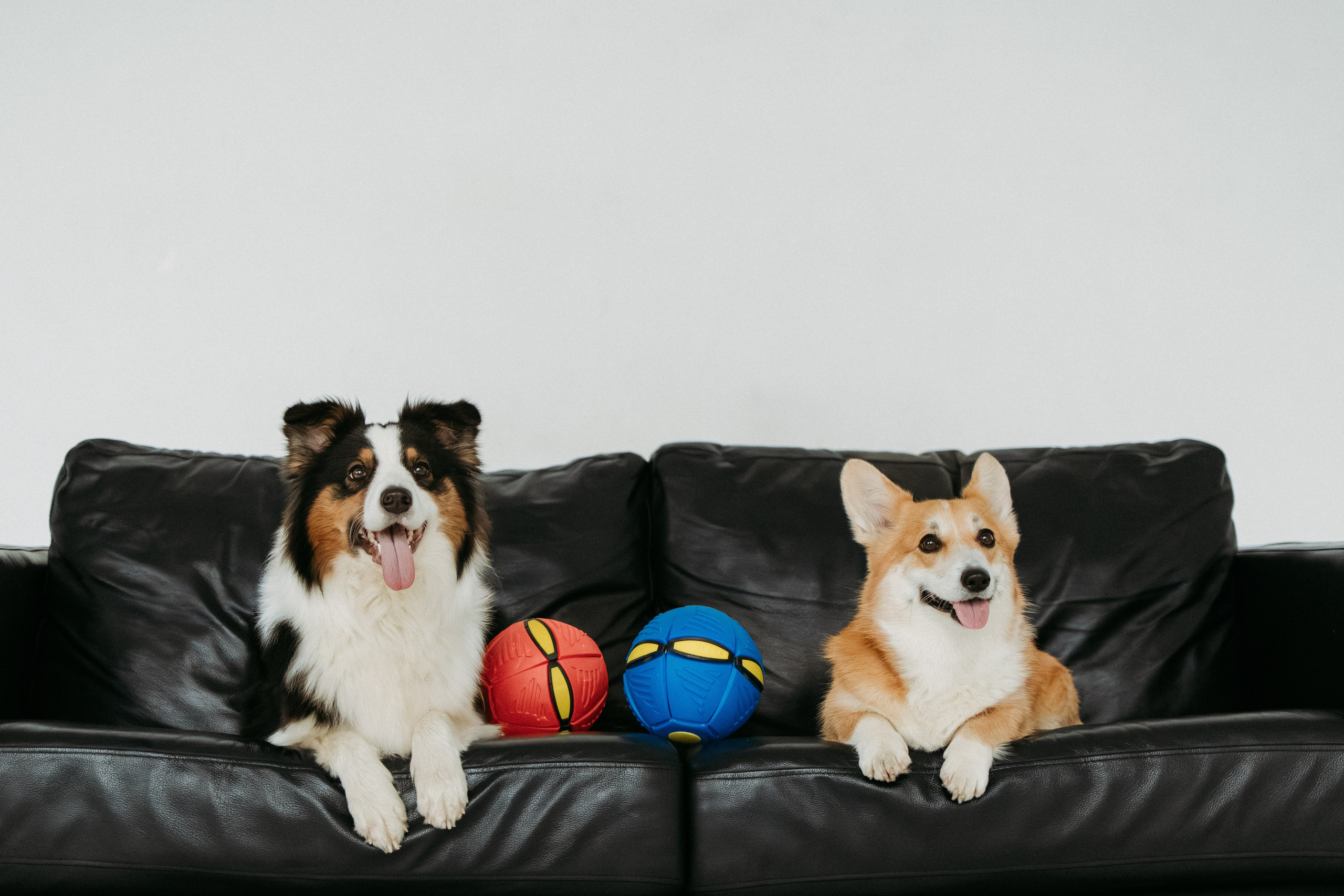 Мячи-попрыгуны. Фотораф — анималист Мария Шистка