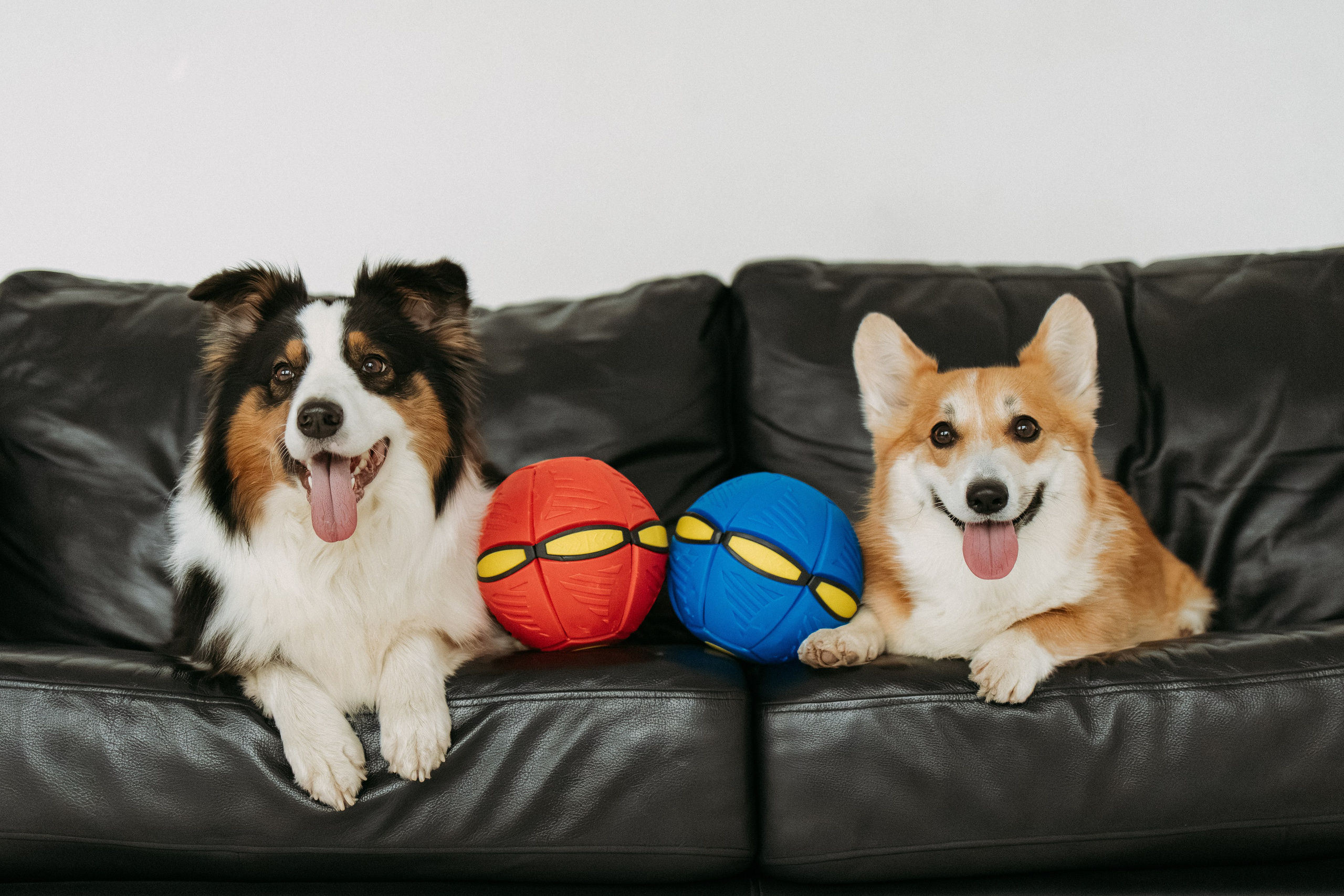 Мячи-попрыгуны. Фотораф — анималист Мария Шистка