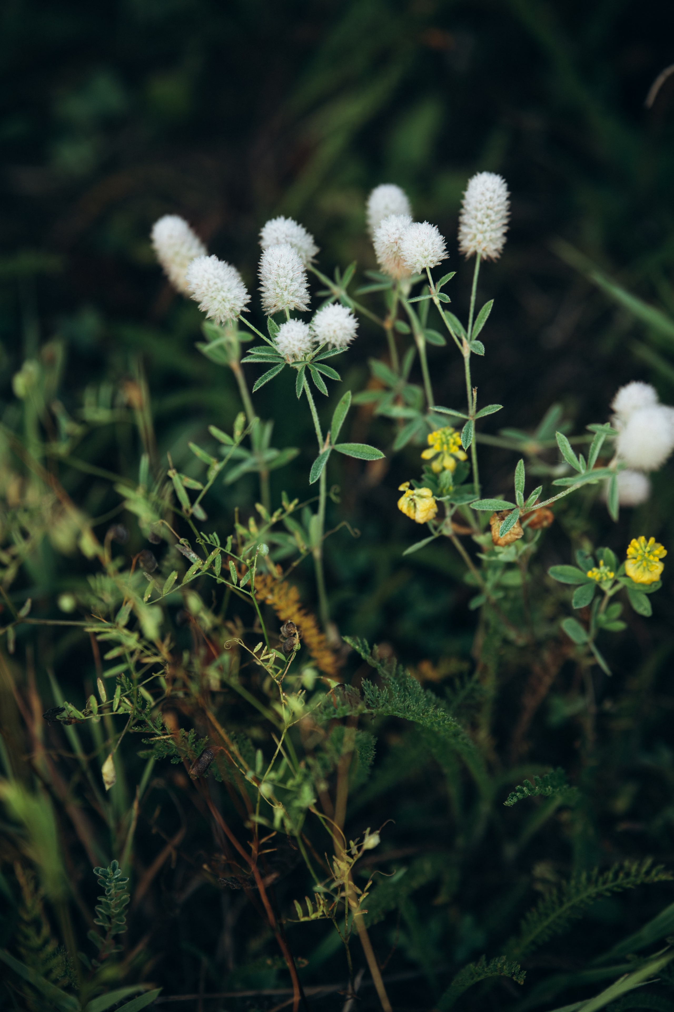 Природные пейзажи. Наталия Клевинскас портретный фотограф в Костроме