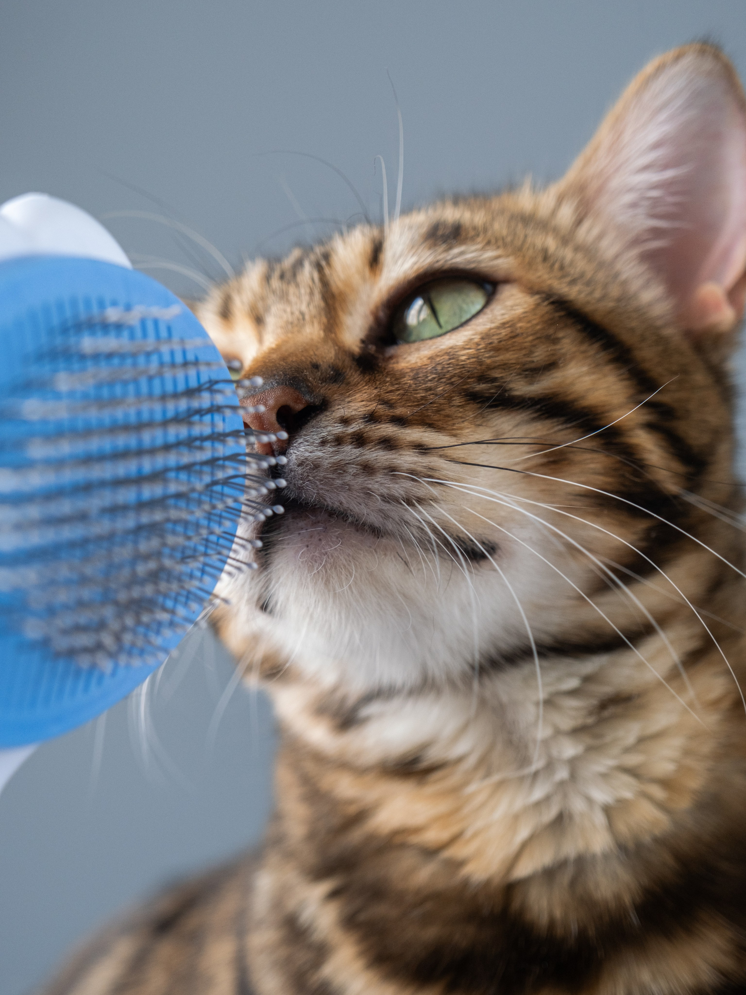 Пуходерка и ролик для очистки одежды для Александра!. Зоофотограф, фотограф животных в Москве и области Дина Дамоцева