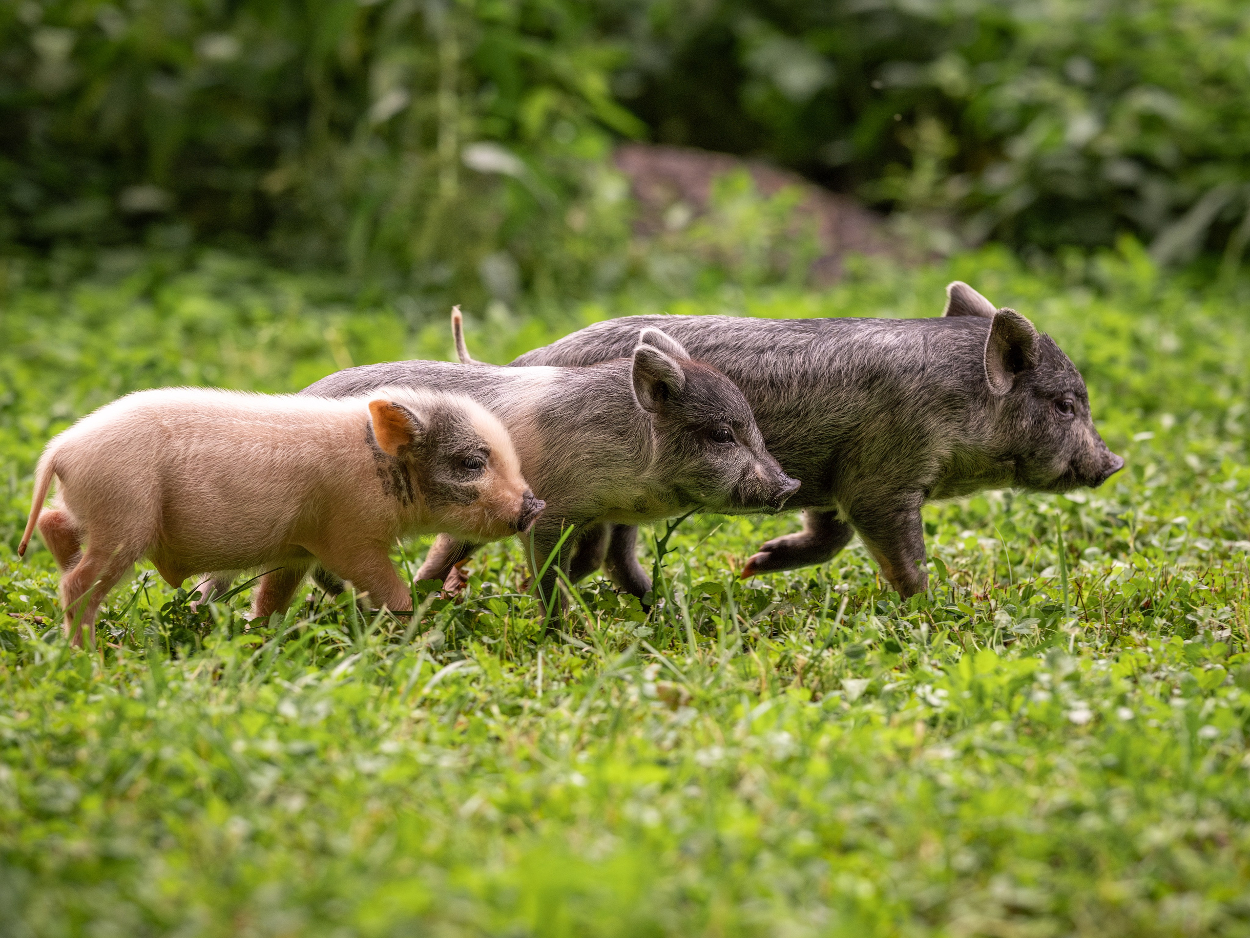 Минипиги для Марины. Зоофотограф, фотограф животных в Москве и области Дина Дамоцева