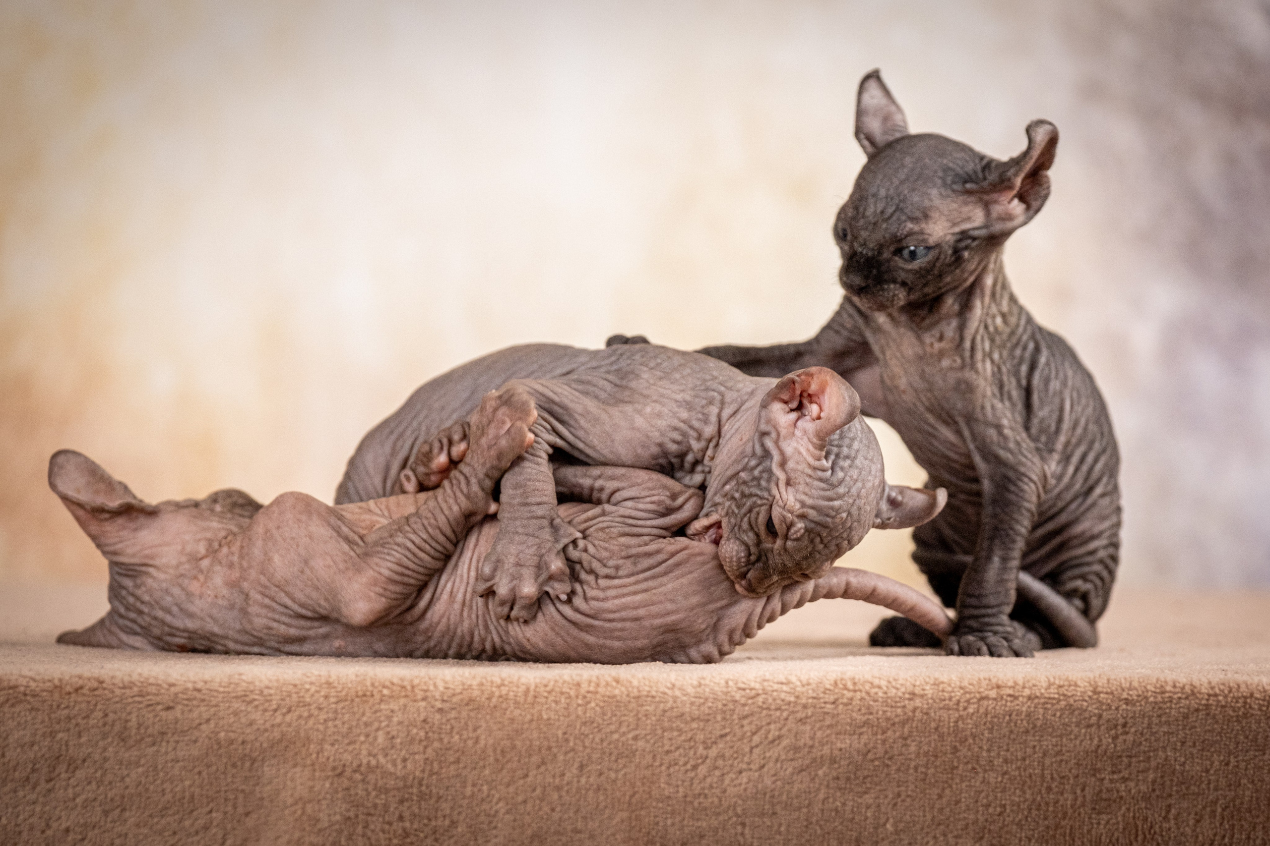 Сфинксы и эльфы для Никиты!. Зоофотограф, фотограф животных в Москве и области Дина Дамоцева