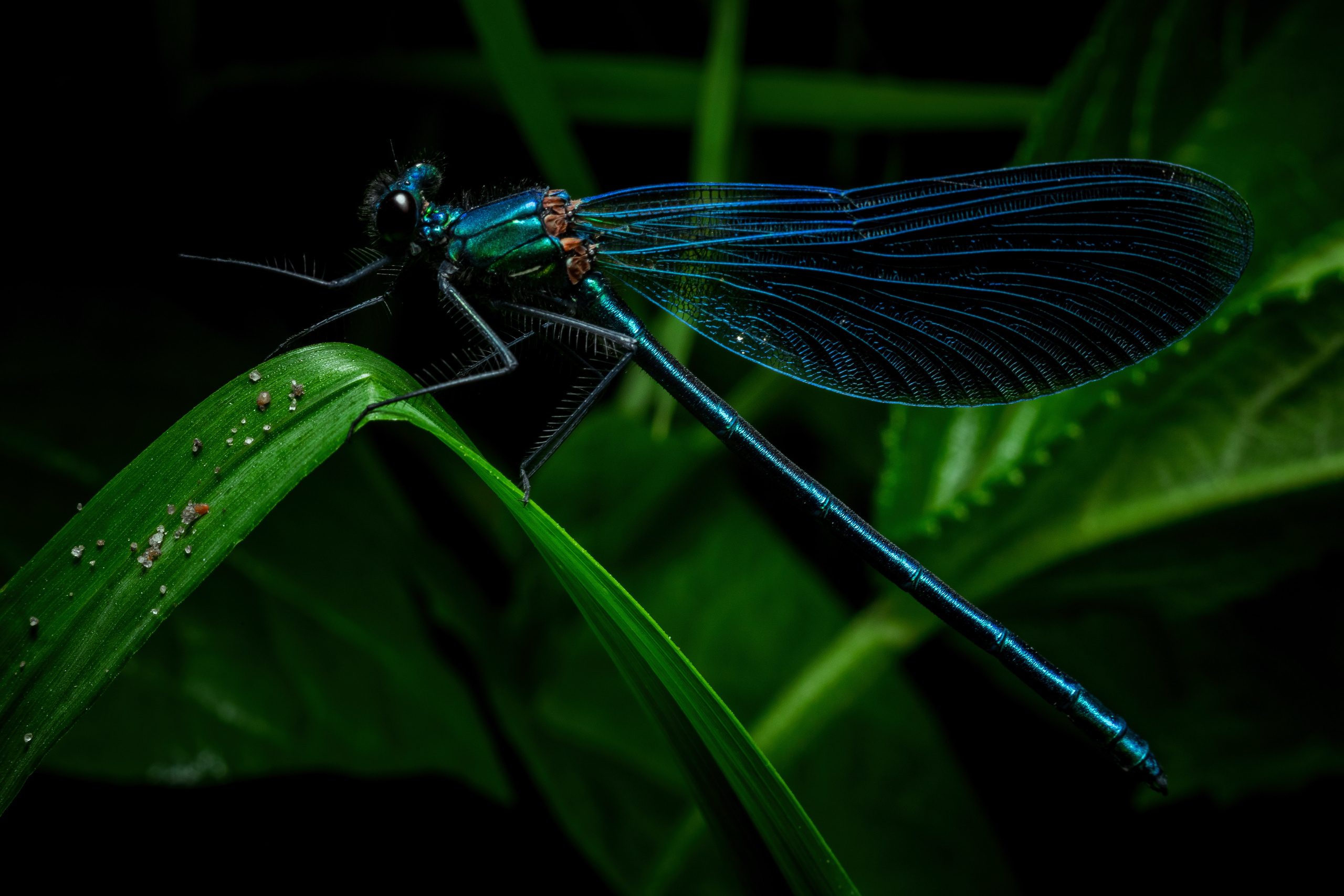 Безусловная свобода. 26.08.22, Калуга, ТИЦ. Фотограф Виталий Верескун. Козельск-Калуга