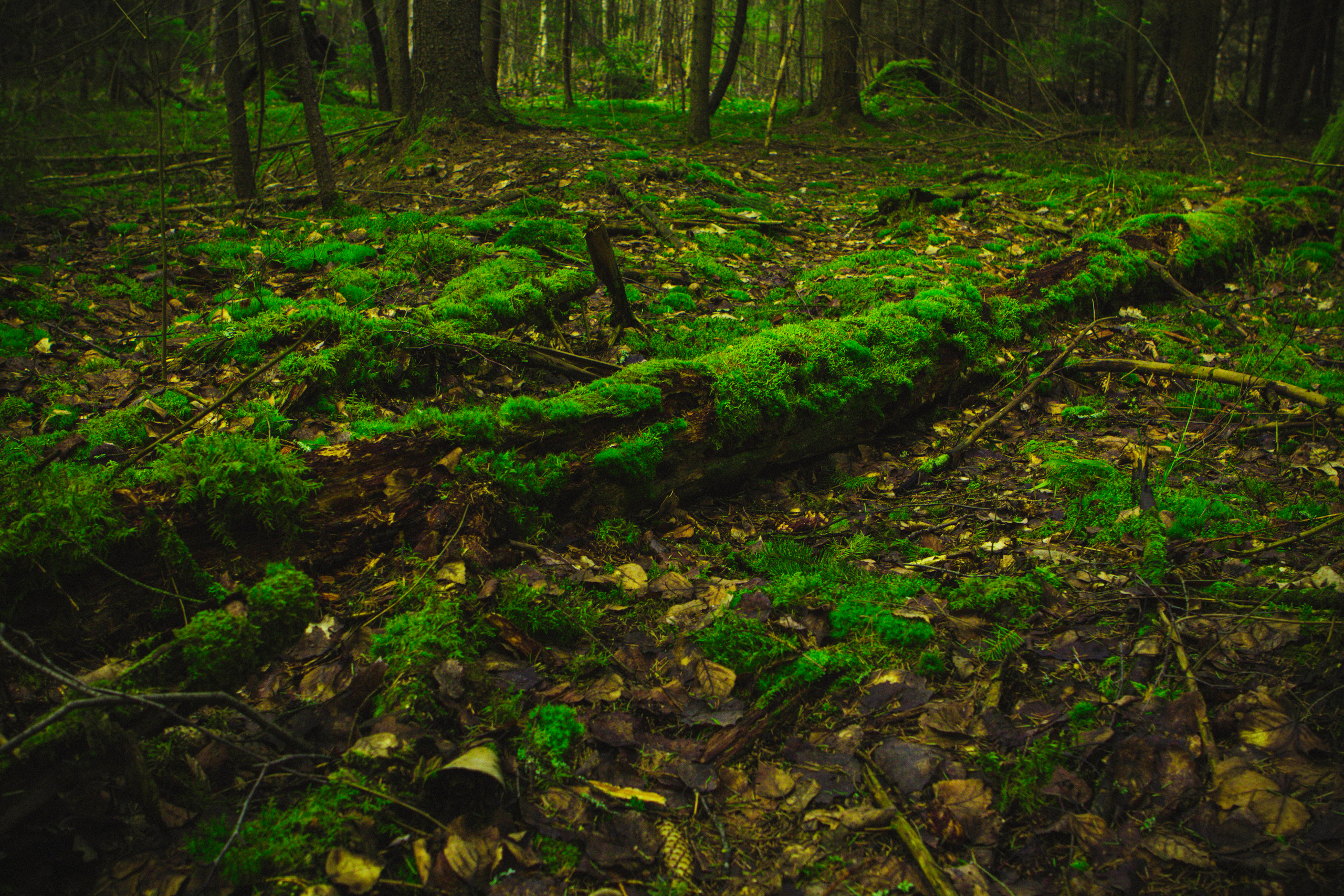 Безусловная свобода. 26.08.22, Калуга, ТИЦ. Фотограф Виталий Верескун. Козельск-Калуга